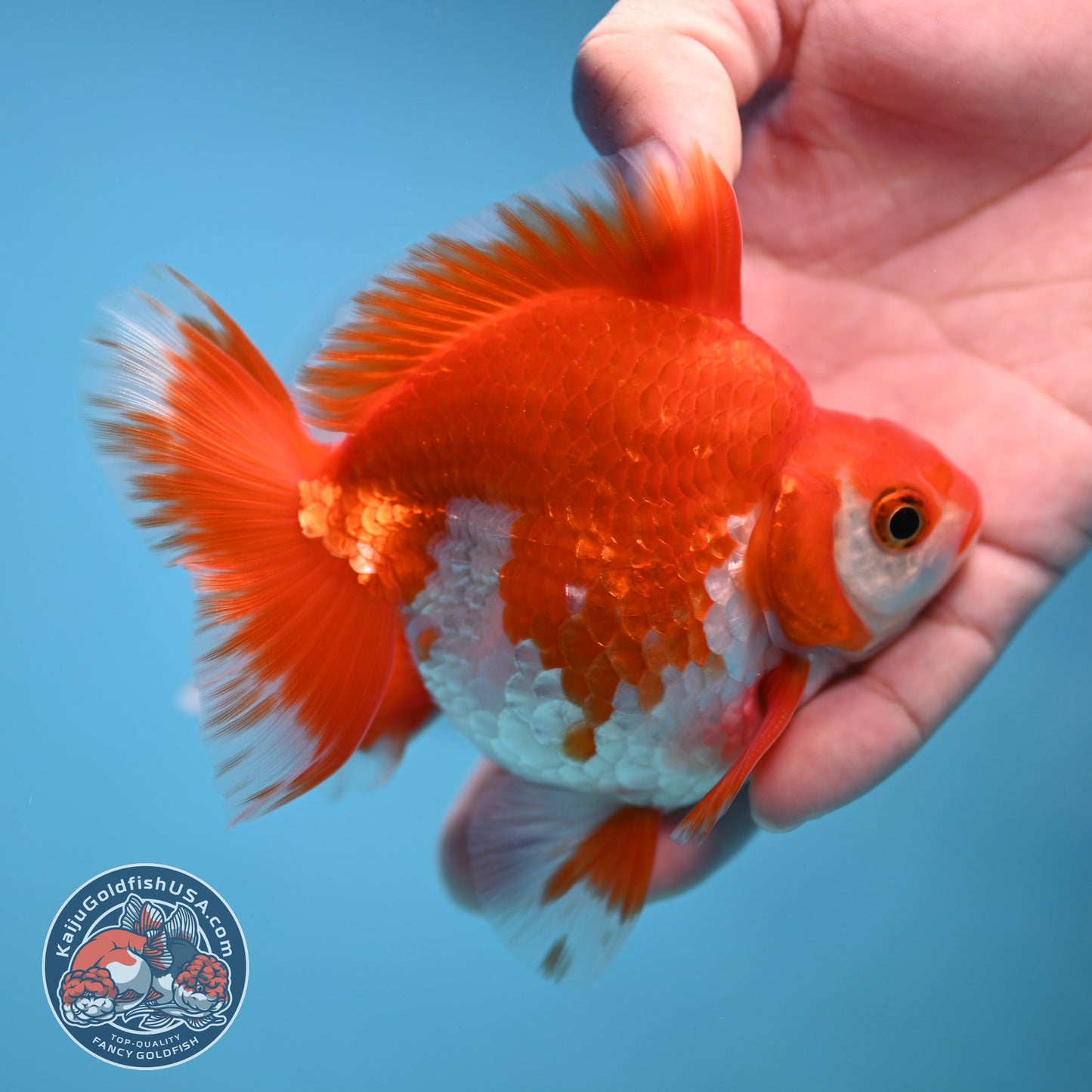 Red White Ryukin 3.5 inch Body (251212_RY02)