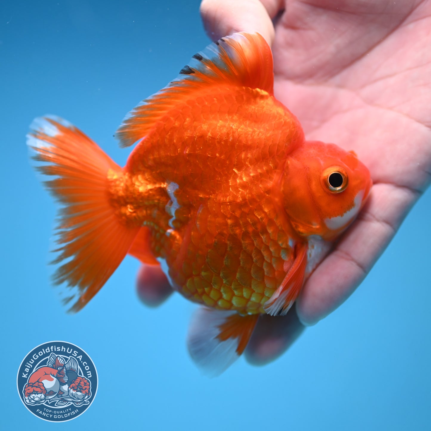 Red White Ryukin 3.5 inch Body (251212_RY06)
