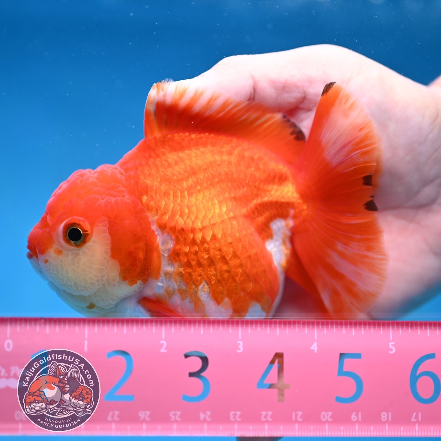 Red White Yuanbao Oranda 4 inch Body (251017_OR07)