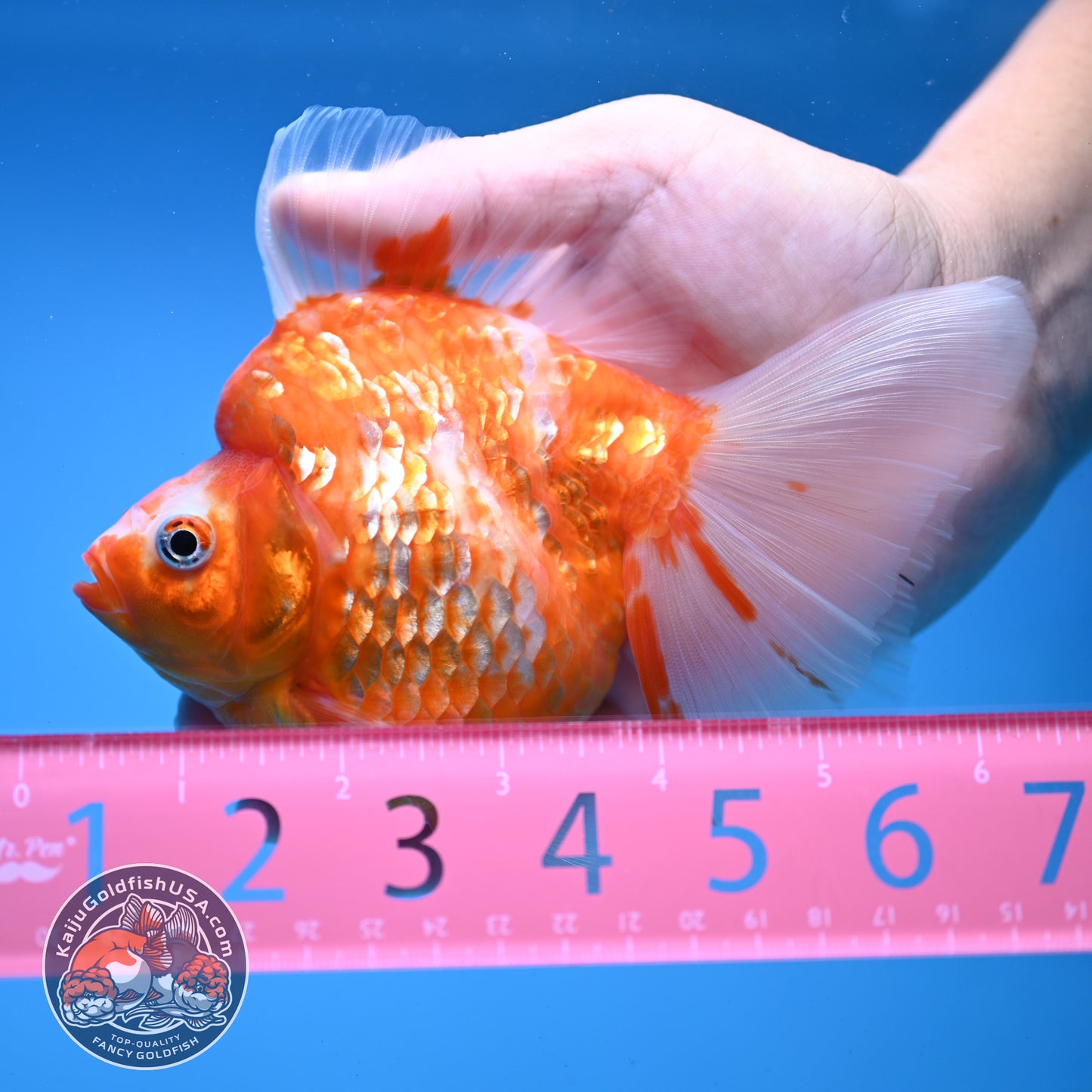 Sakura Broadtail Ryukin 4.2 inch Body (251107_RY02)
