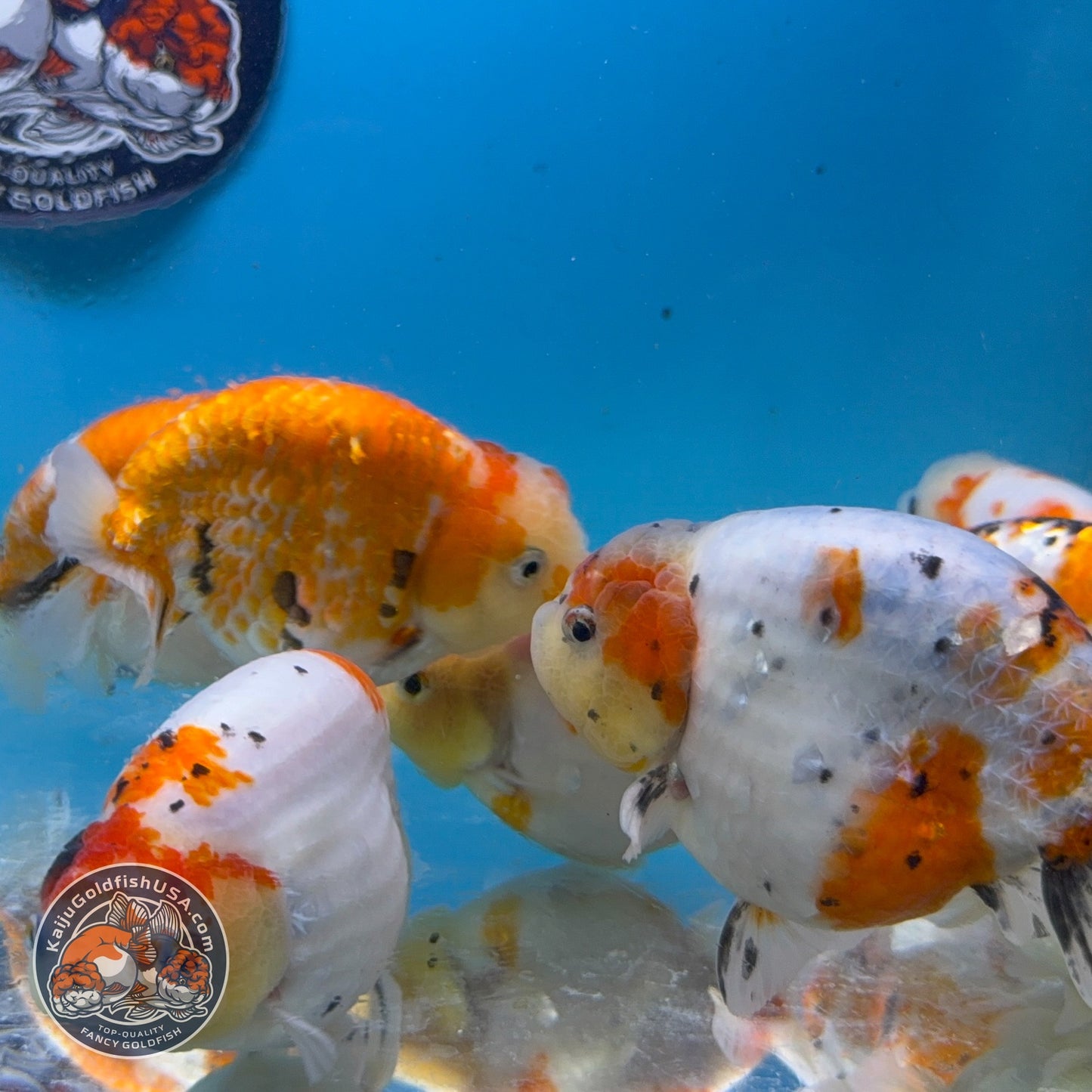 Sakura Ranchu inch Body (260814_RC08)| We pick, you save!