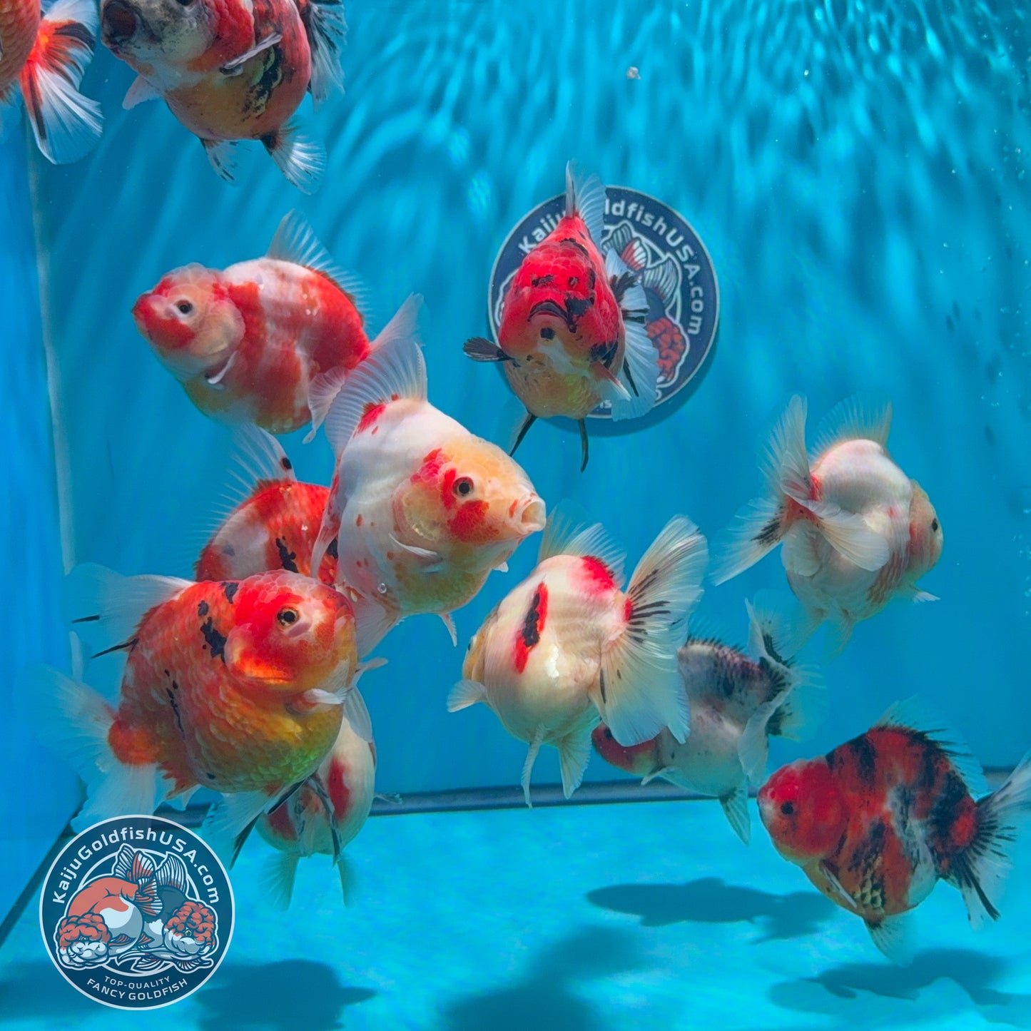 Sakura Short Tail Oranda ~3" | We Pick, You Save