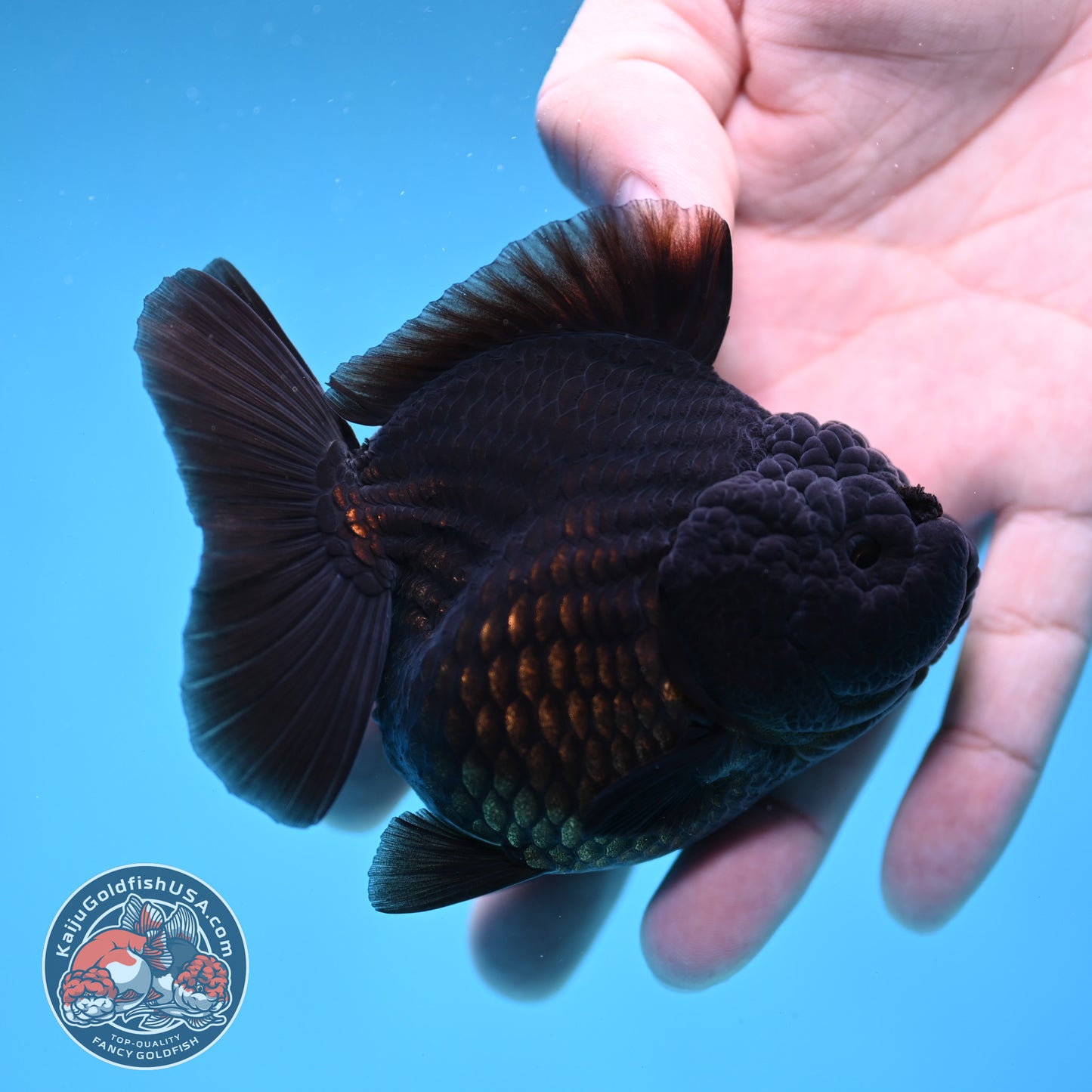 Shogun Jet Black Godzilla Oranda 3.5 inch Body (260109_OR18)