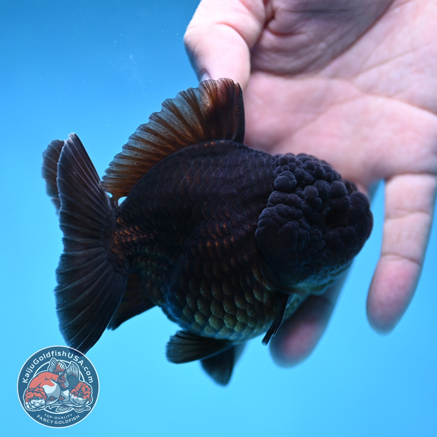 Shogun Jet Black Godzilla Oranda 3.5 inch Body (260109_OR23)
