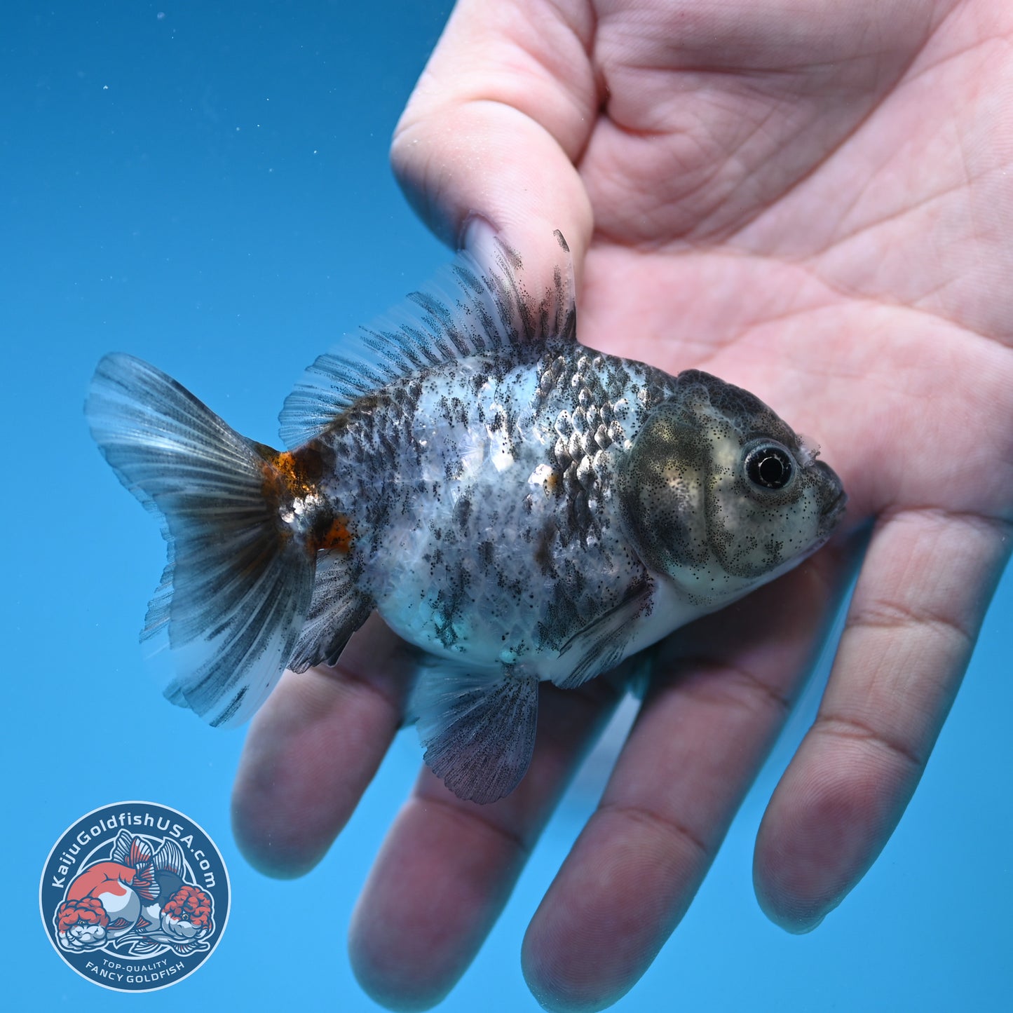 Shogun Juvenile Blue Based Kirin Oranda 3 inch Body (251205_OR03)