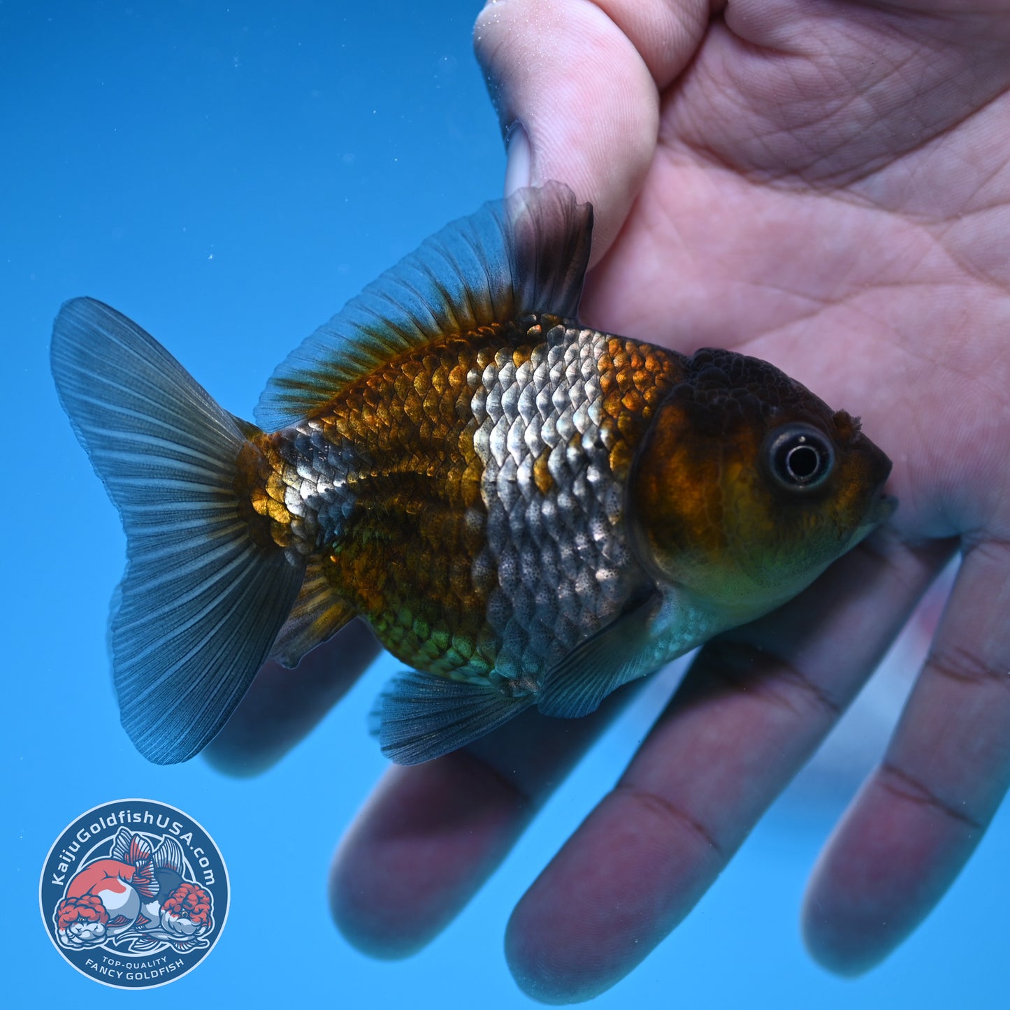 Shogun Juvenile Ochiba Oranda 3 inch Body (251205_OR07)