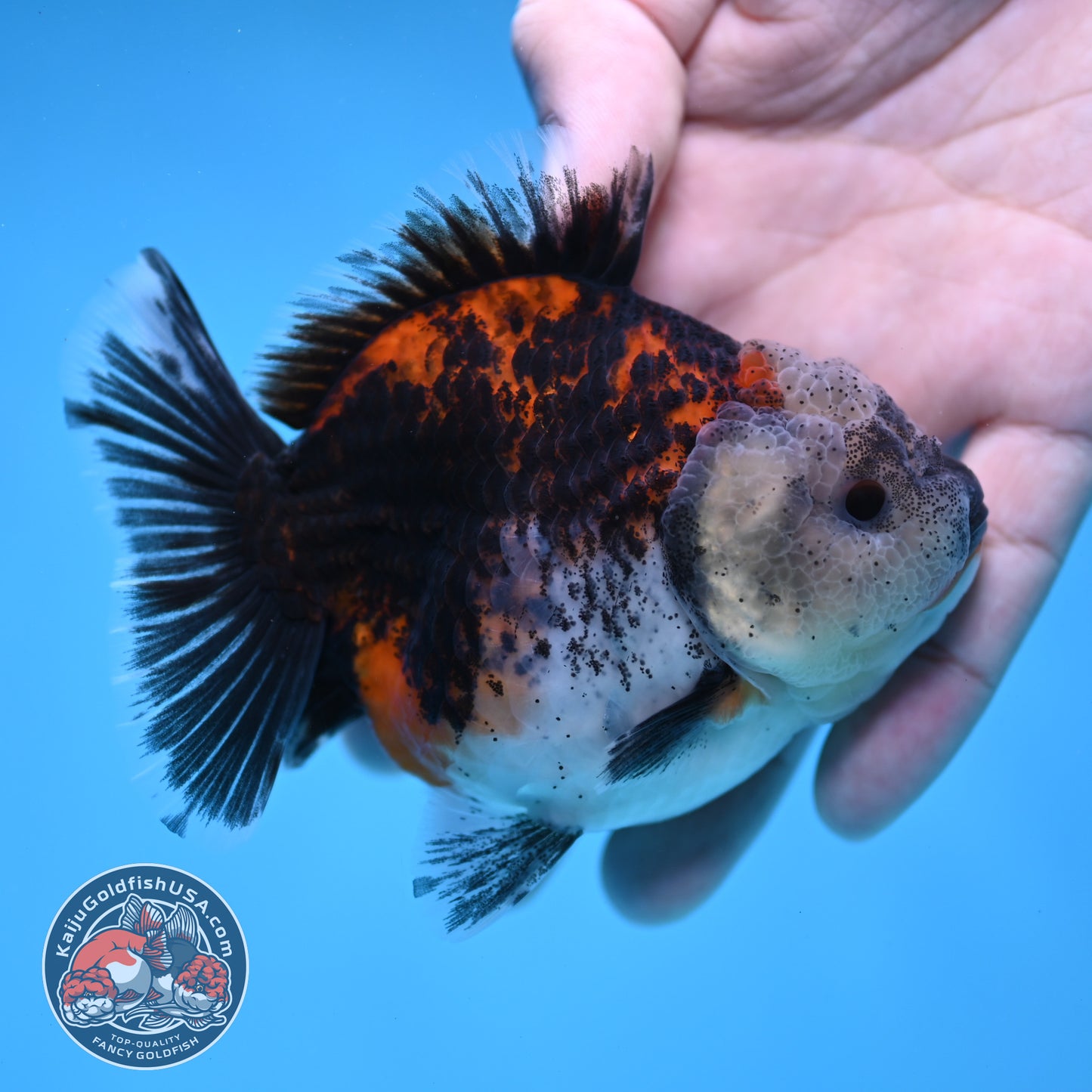 Shogun Kirin Oranda 3.5 inch Body (260109_OR19)