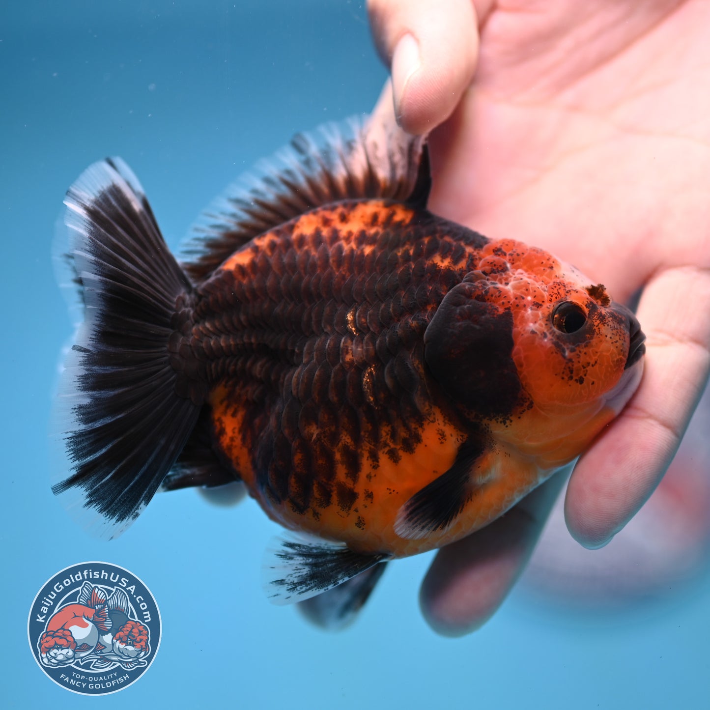 Shogun Red Kirin Oranda 3.5 inch Body (260109_OR14)