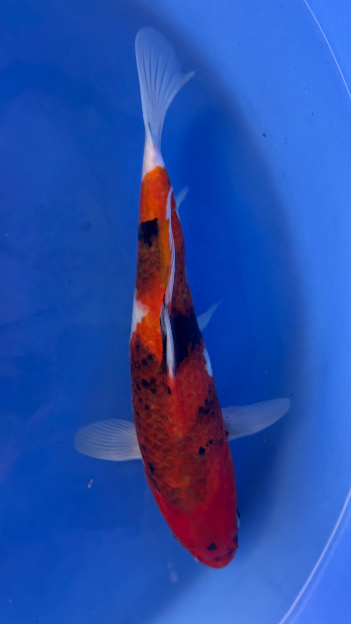 Showa 13 inches (261022_KOI13)