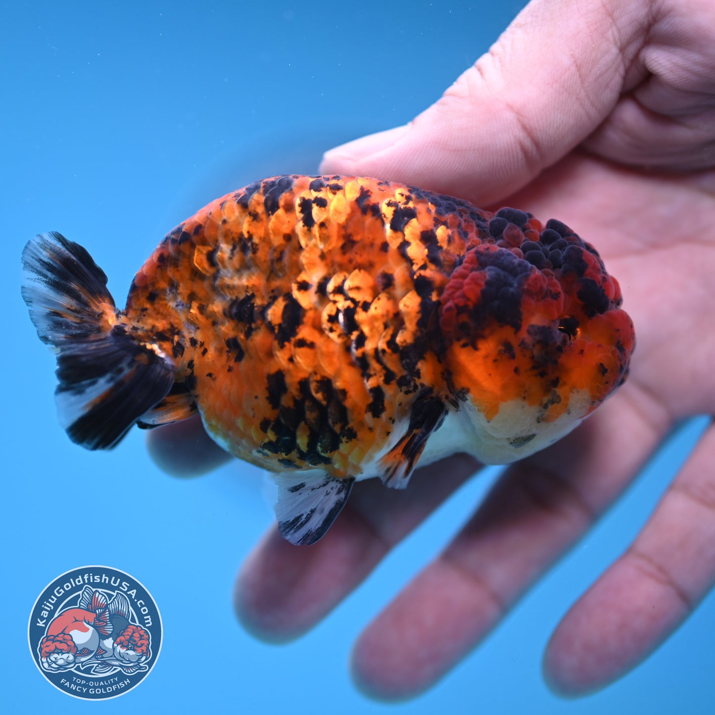 Tiger Ranchu 3 inch Body (251212_RC08)