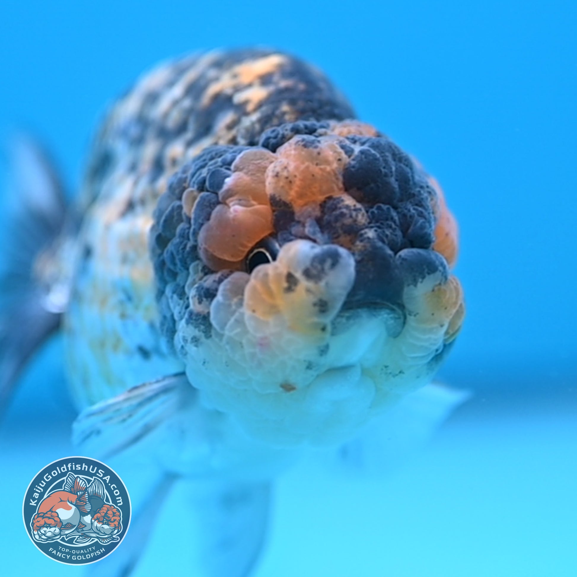 Tiger Ranchu 3.75 inch Body (251017_RC04)