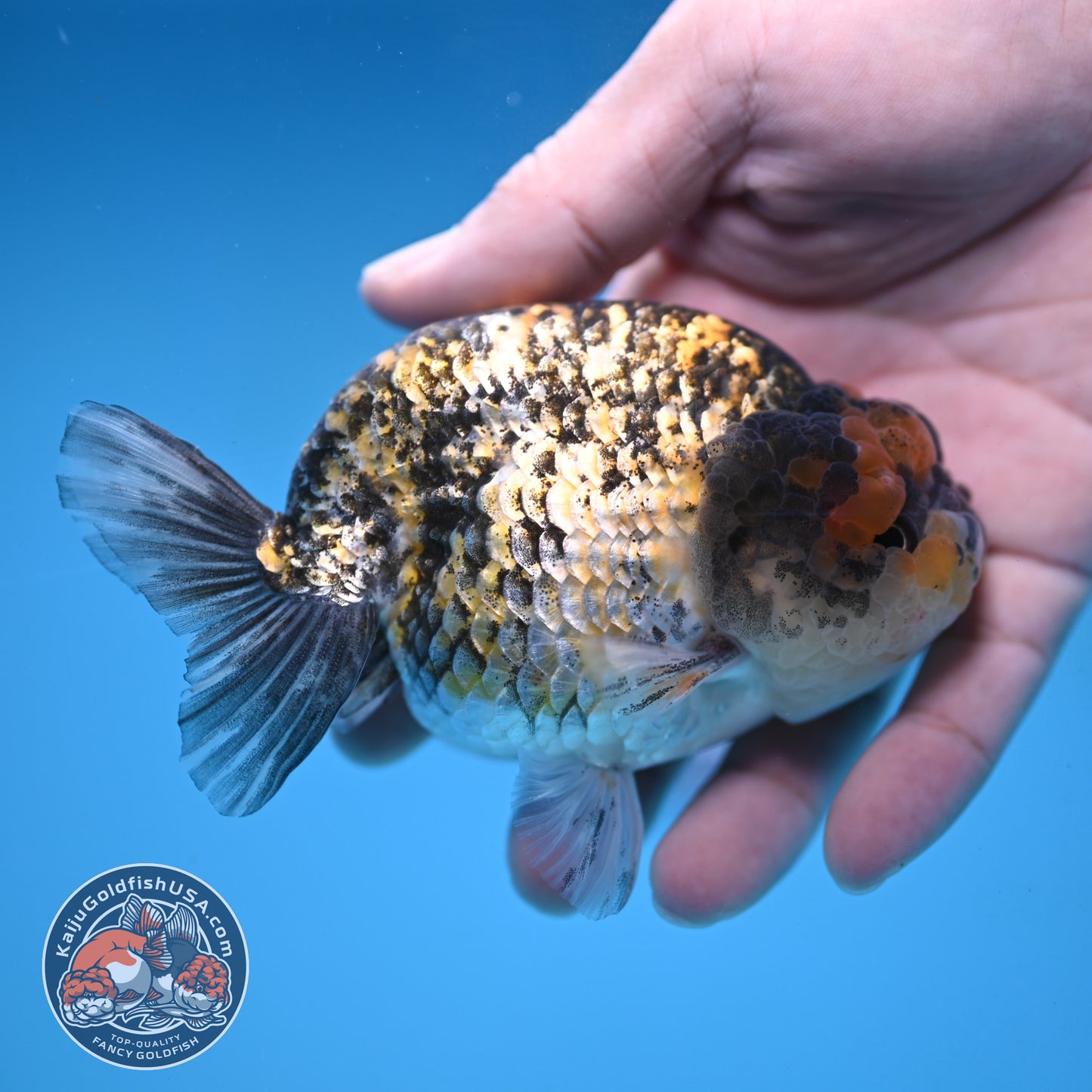 Tiger Ranchu 3.75 inch Body (251017_RC04)