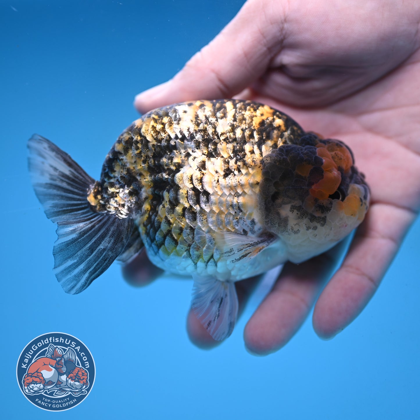 Tiger Ranchu 3.75 inch Body (251017_RC04)