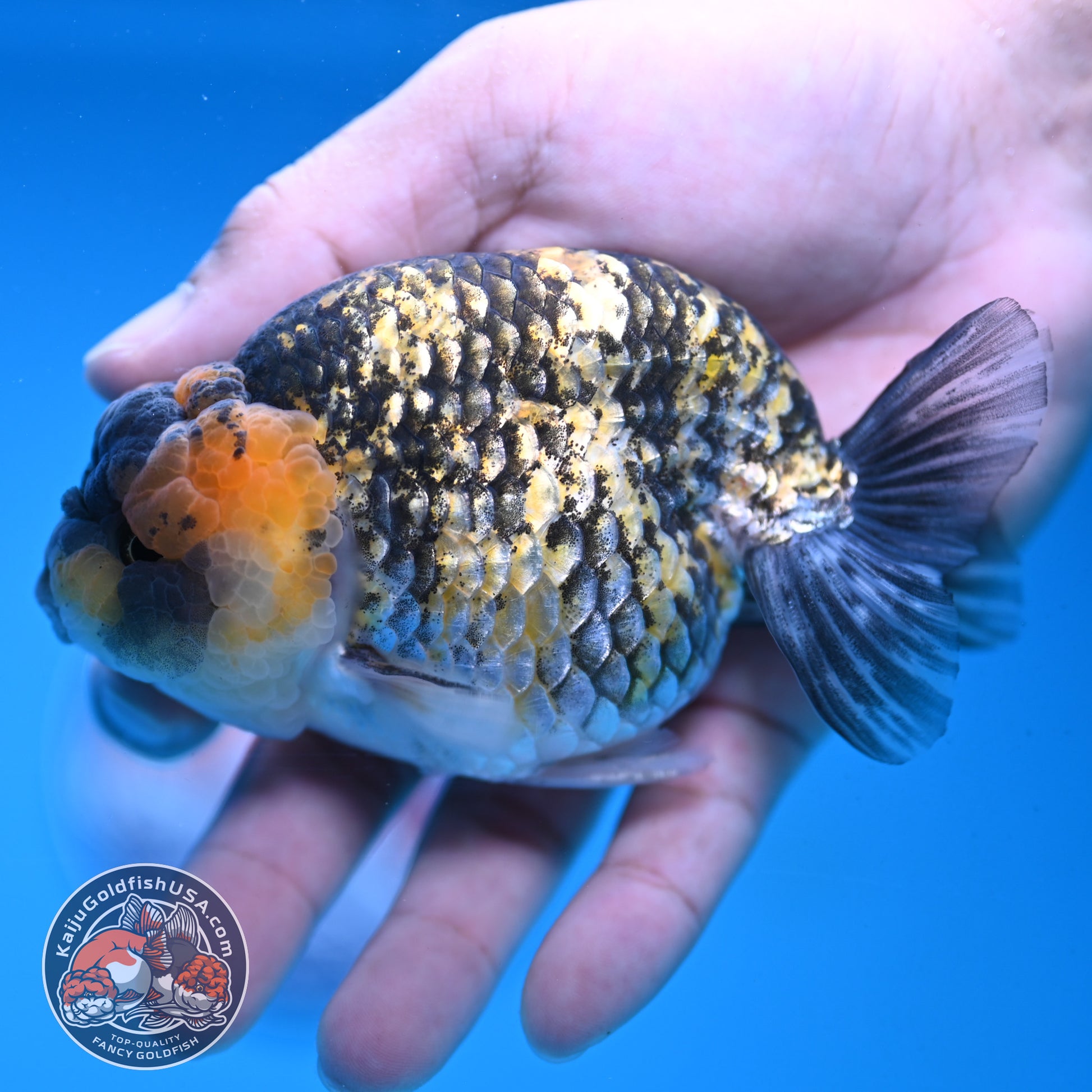Tiger Ranchu 3.75 inch Body (251017_RC04)