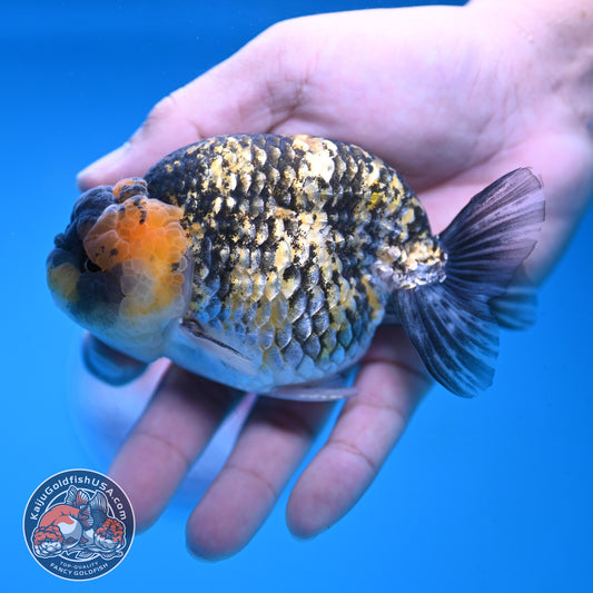 Tiger Ranchu 3.75 inch Body (251017_RC04)