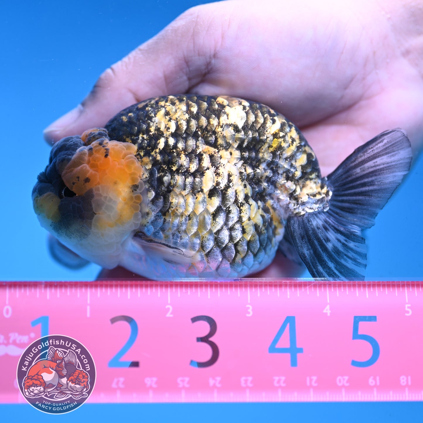 Tiger Ranchu 3.75 inch Body (251017_RC04)