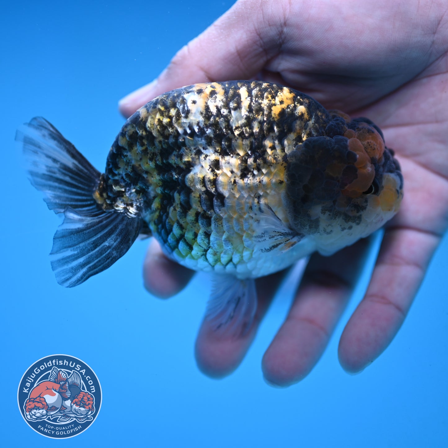 Tiger Ranchu 3.75 inch Body (251017_RC04)