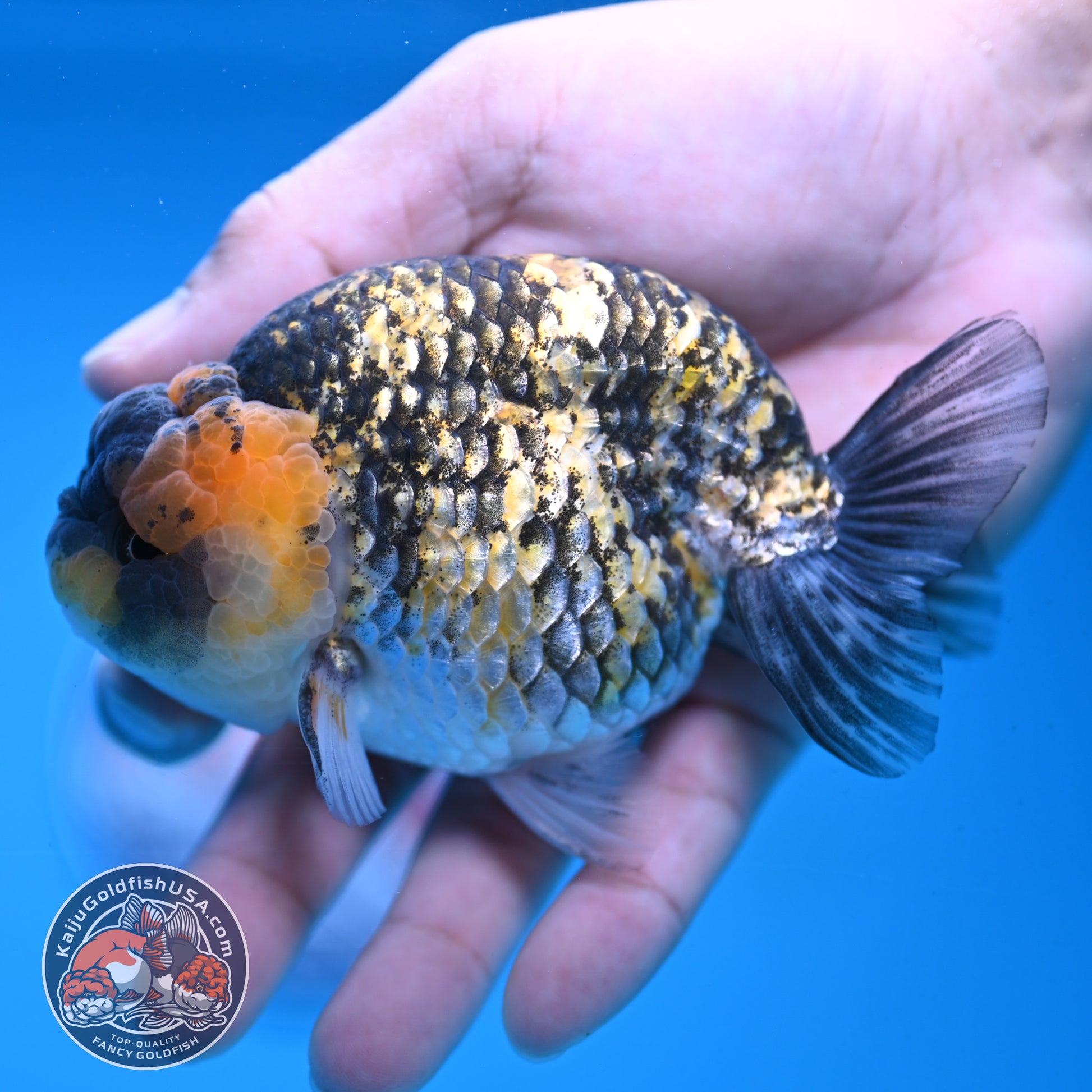 Tiger Ranchu 3.75 inch Body (251017_RC04)