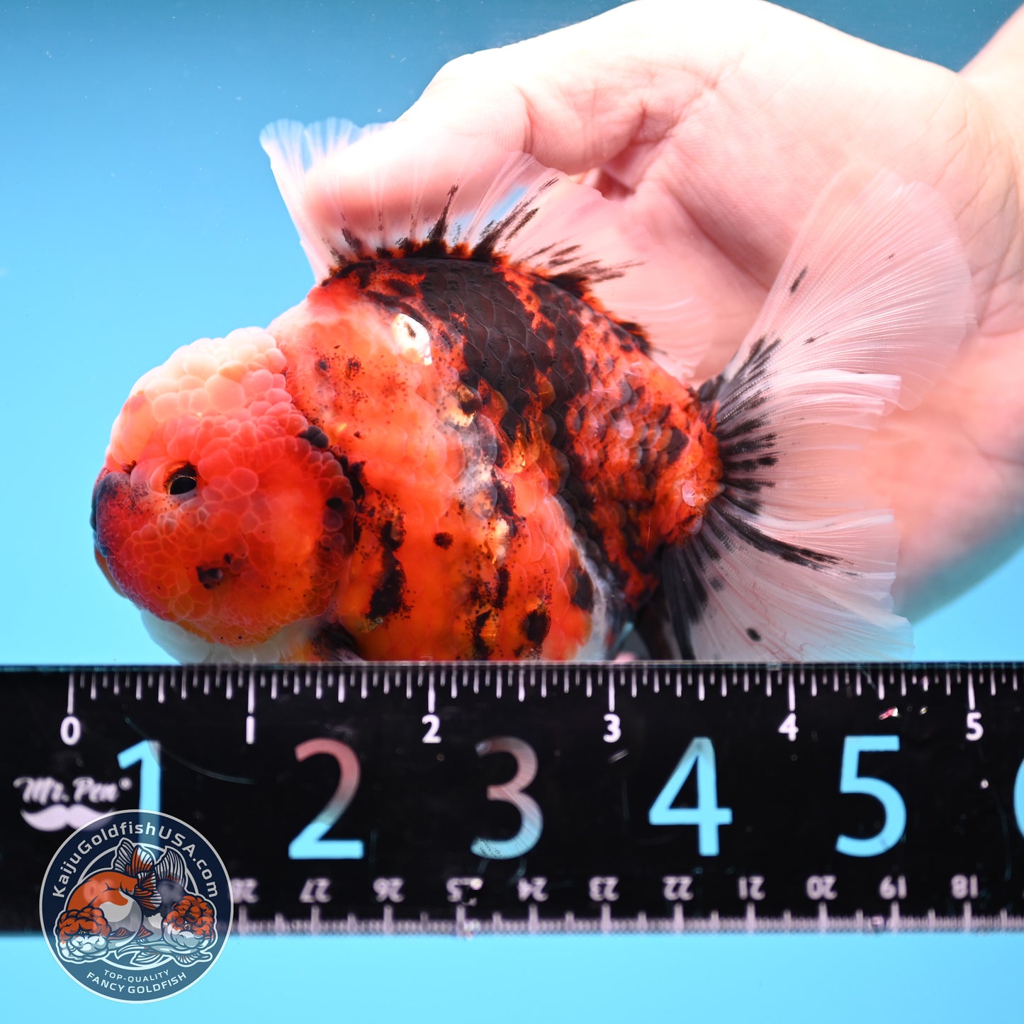Tiger Rosetail Oranda 3.5 inch Body (251114_OR05)
