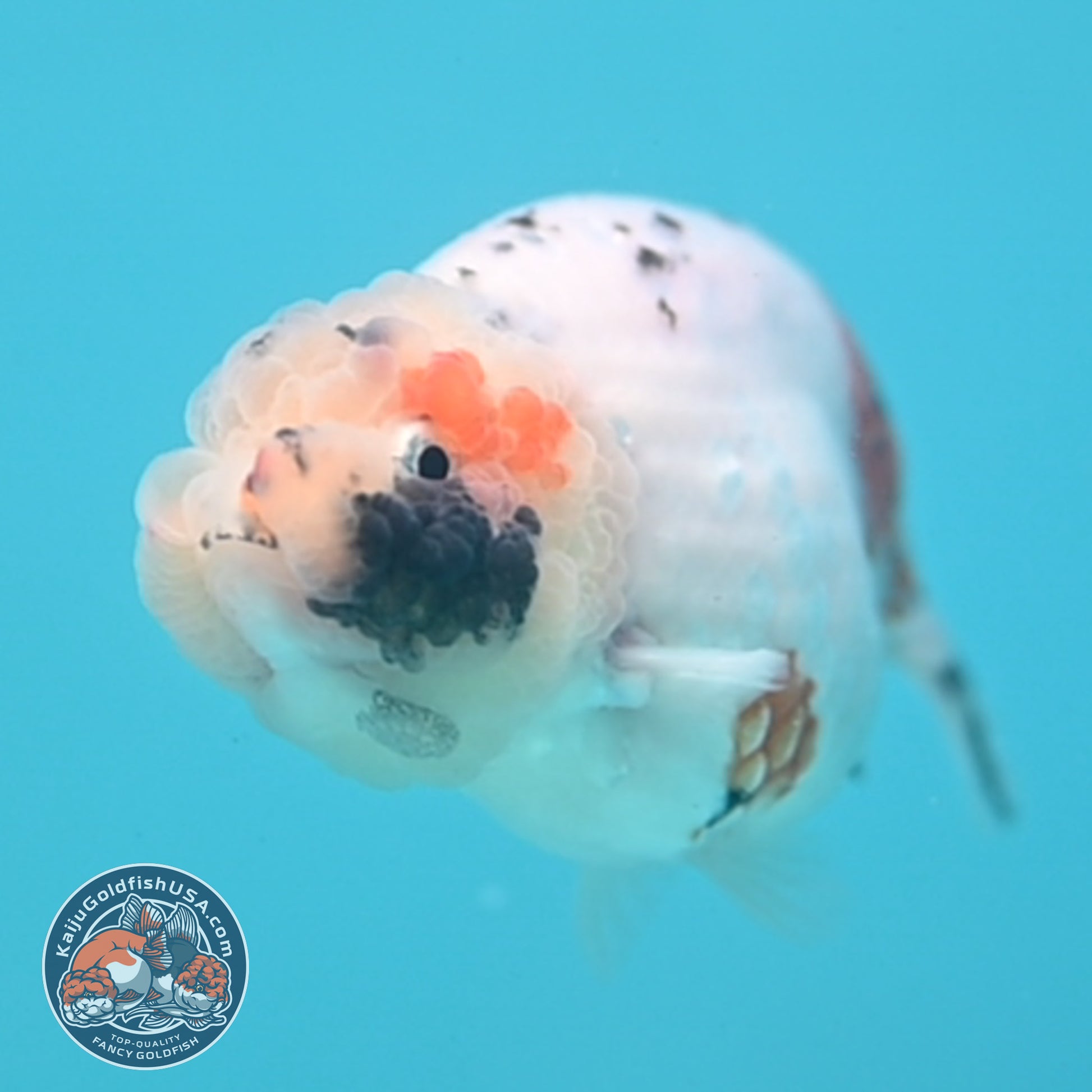 Tiny Tail Tricolor Sakura Ranchu 3.5 inch Body (251024_RC03)
