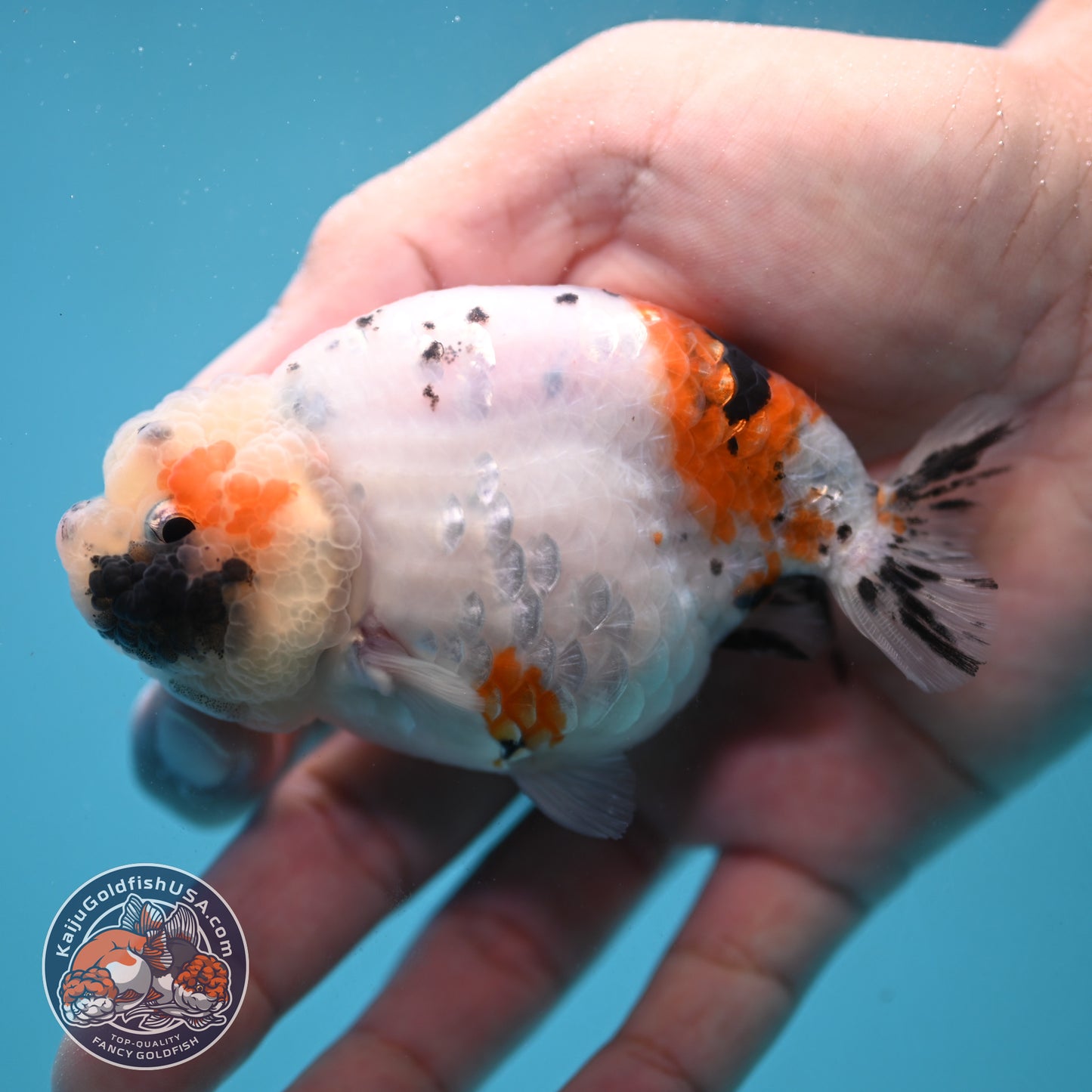 Tiny Tail Tricolor Sakura Ranchu 3.5 inch Body (251024_RC03)