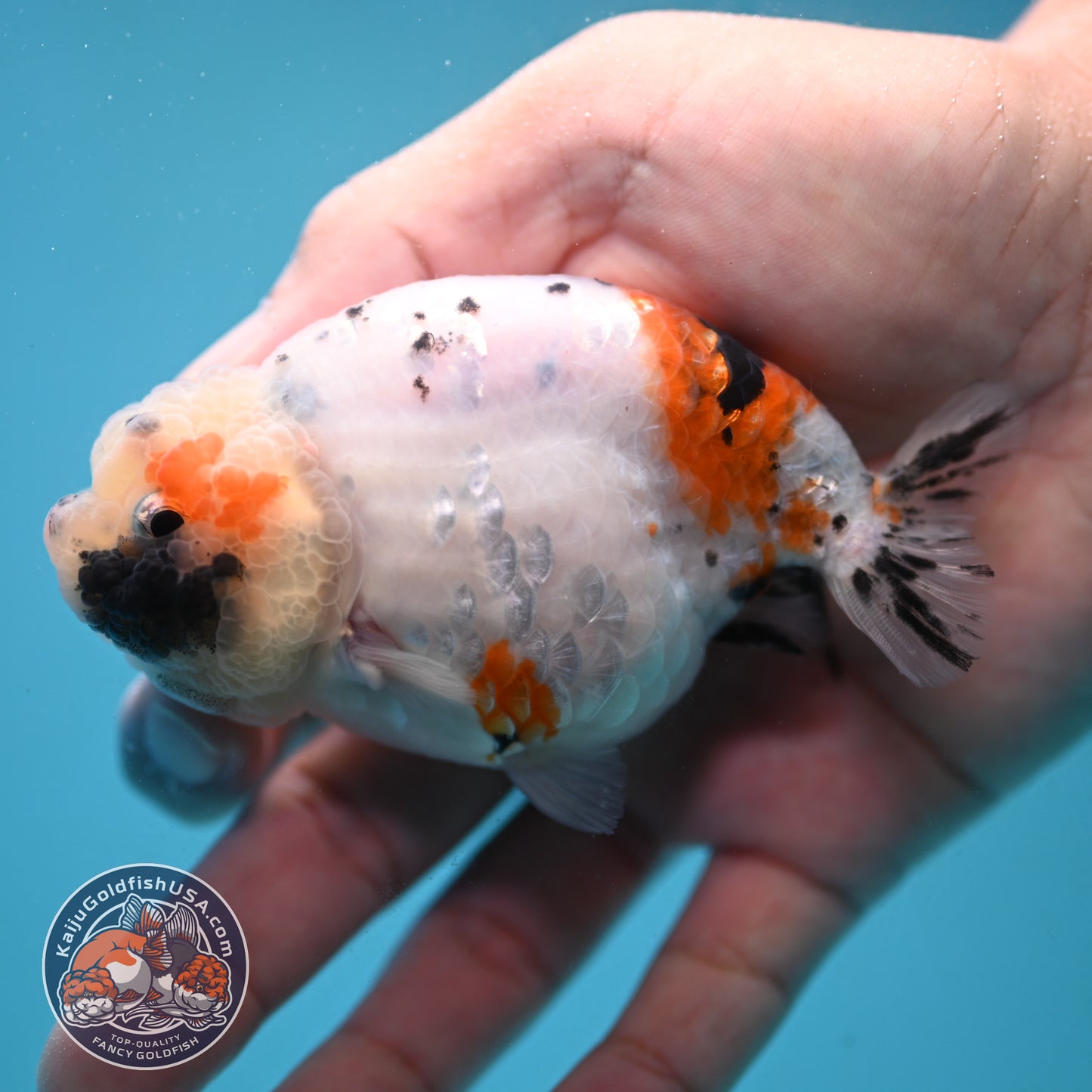 Tiny Tail Tricolor Sakura Ranchu 3.5 inch Body (251024_RC03)