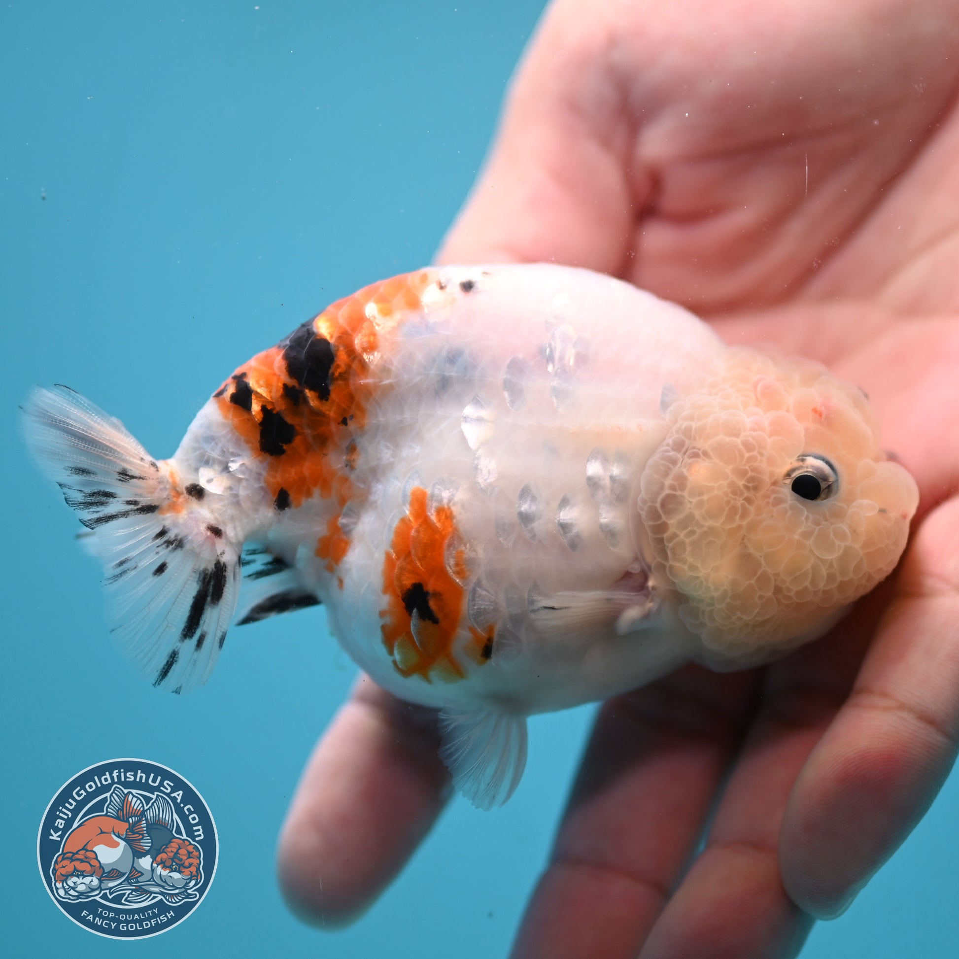 Tiny Tail Tricolor Sakura Ranchu 3.5 inch Body (251024_RC03)