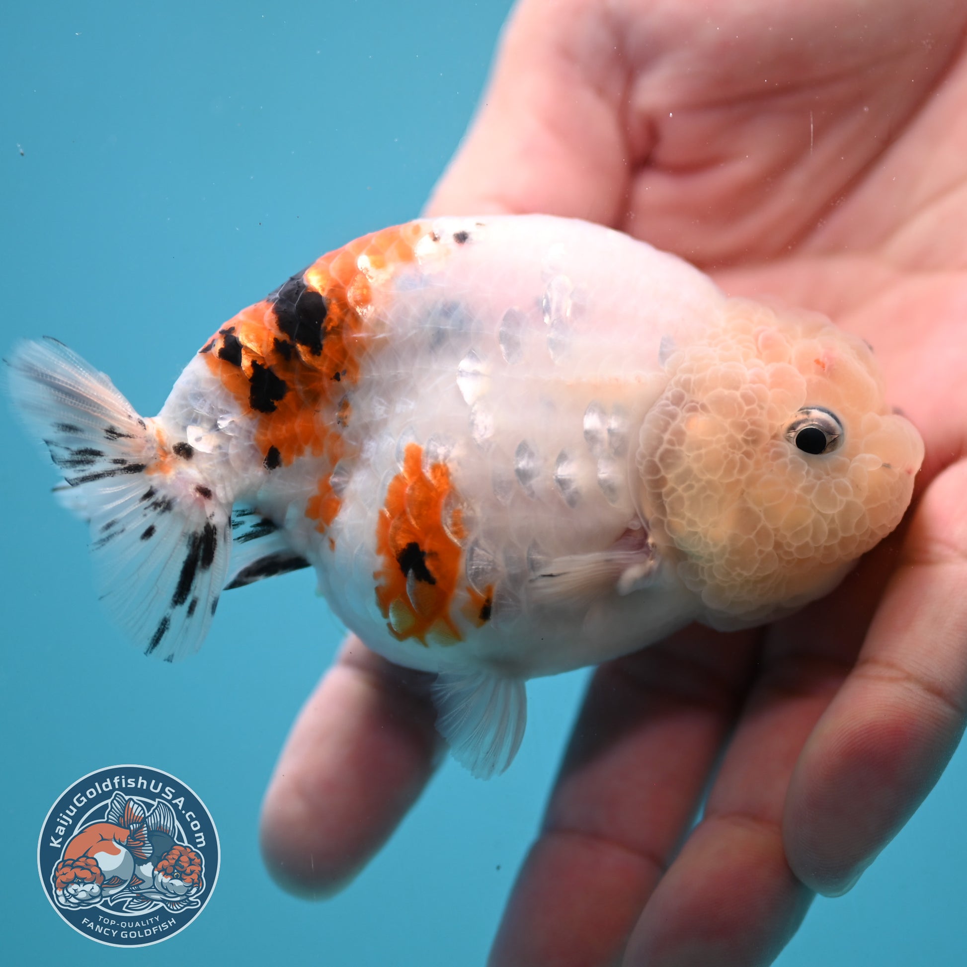 Tiny Tail Tricolor Sakura Ranchu 3.5 inch Body (251024_RC03)