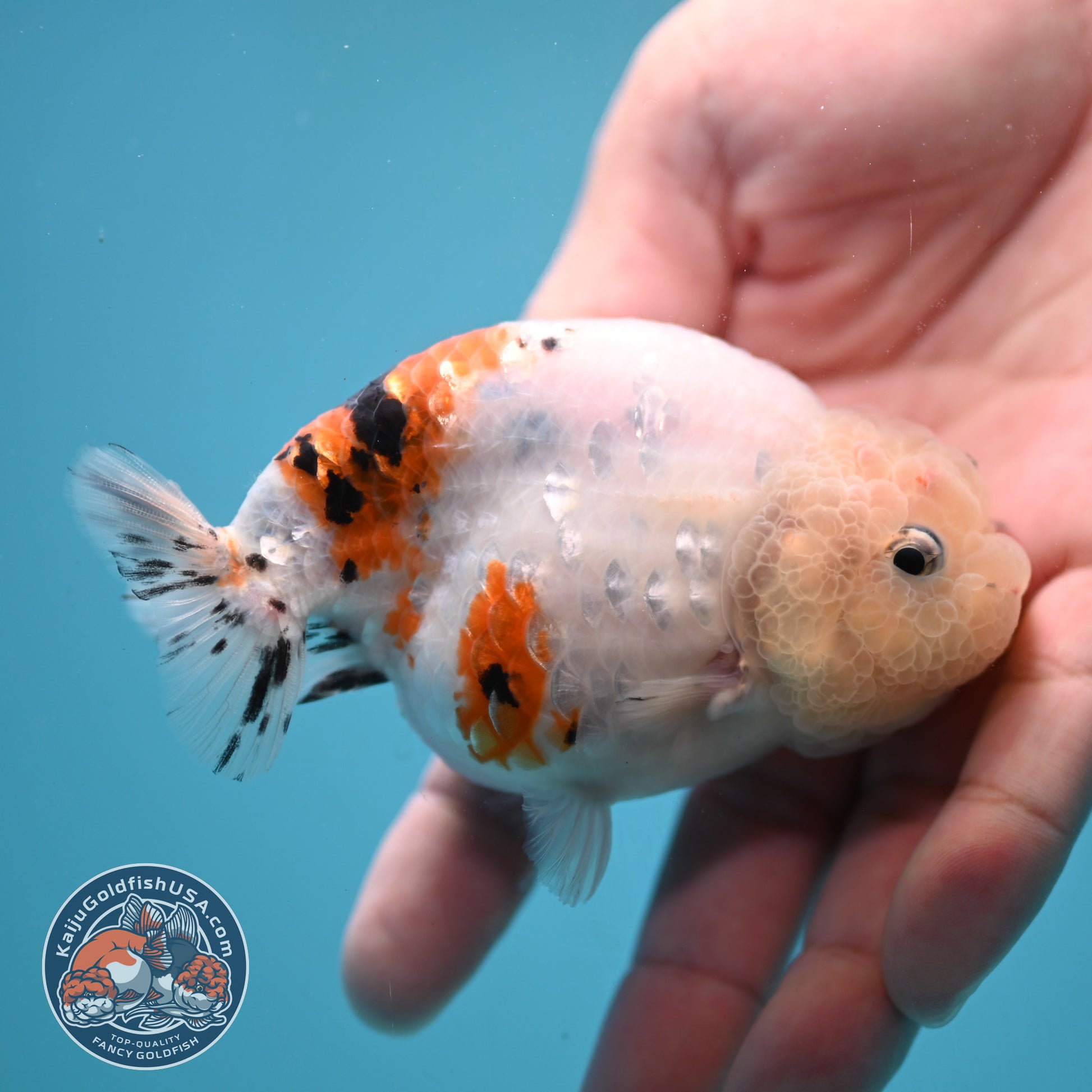 Tiny Tail Tricolor Sakura Ranchu 3.5 inch Body (251024_RC03)