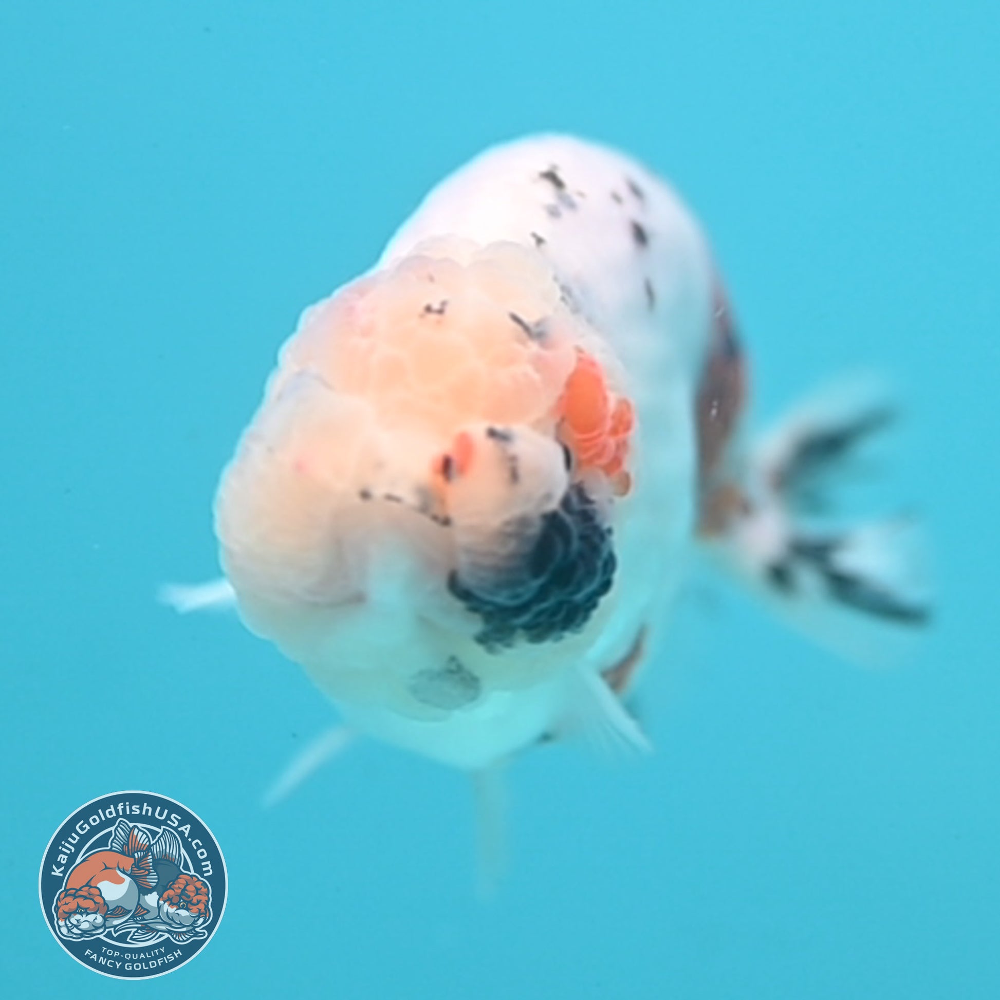 Tiny Tail Tricolor Sakura Ranchu 3.5 inch Body (251024_RC03)
