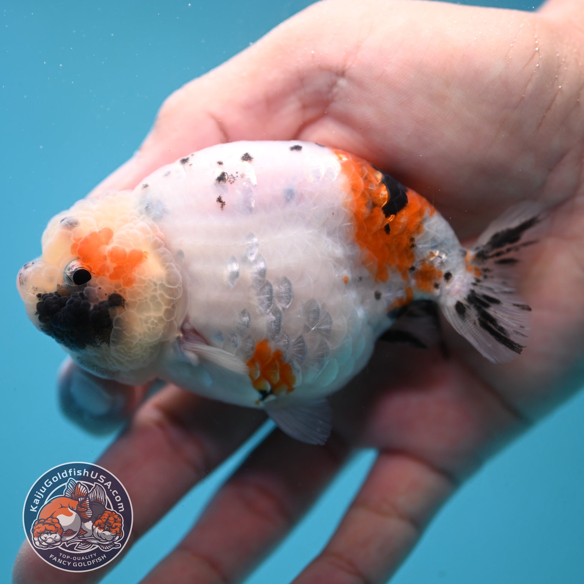 Tiny Tail Tricolor Sakura Ranchu 3.5 inch Body (251024_RC03)