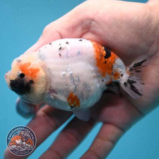 Tiny Tail Tricolor Sakura Ranchu 3.5 inch Body (251024_RC03)