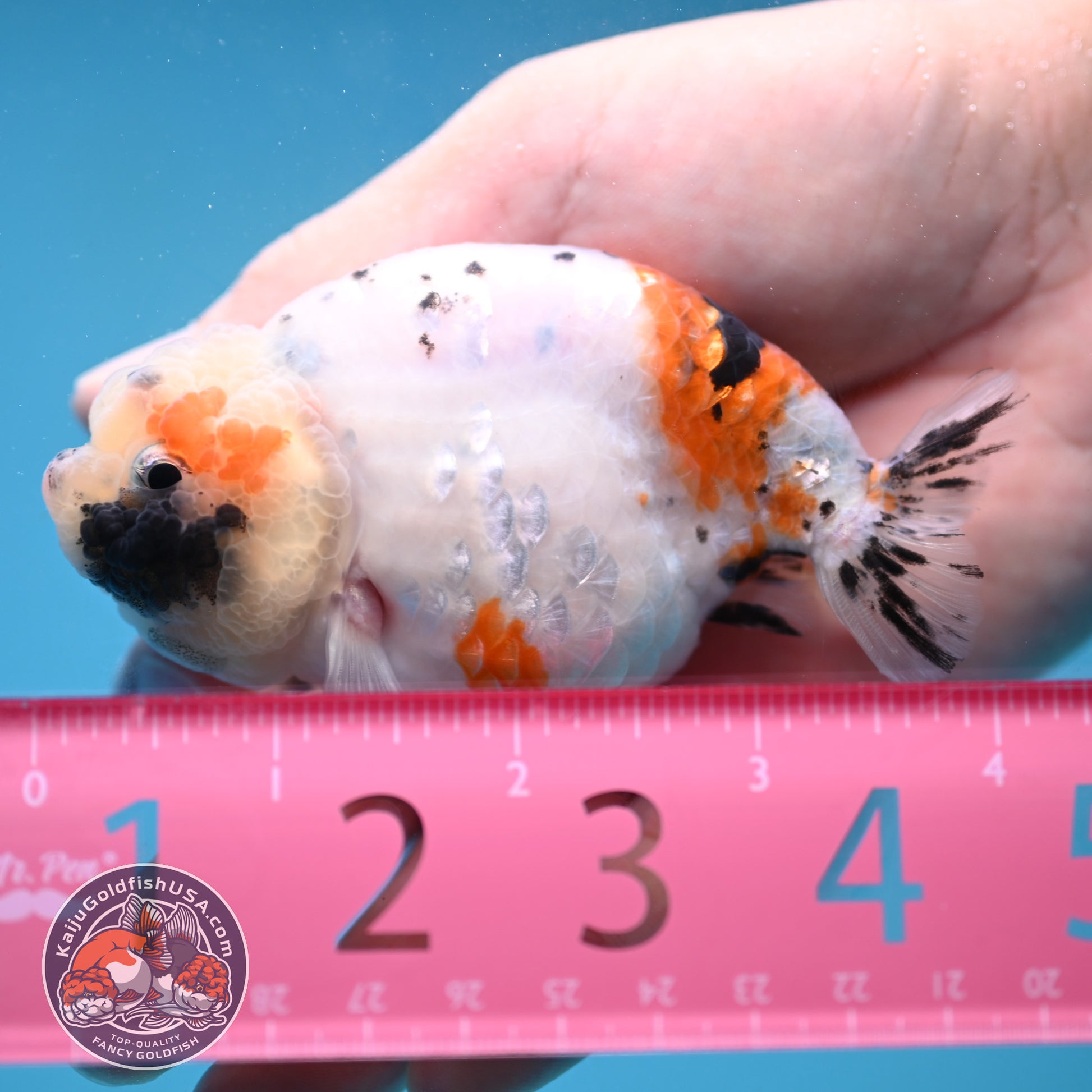 Tiny Tail Tricolor Sakura Ranchu 3.5 inch Body (251024_RC03)