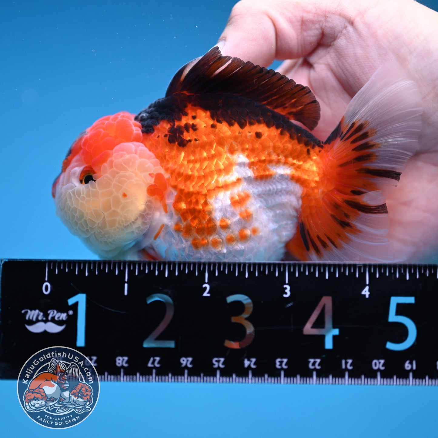 Tricolor Oranda 3.5 inch Body (251114_OR14)