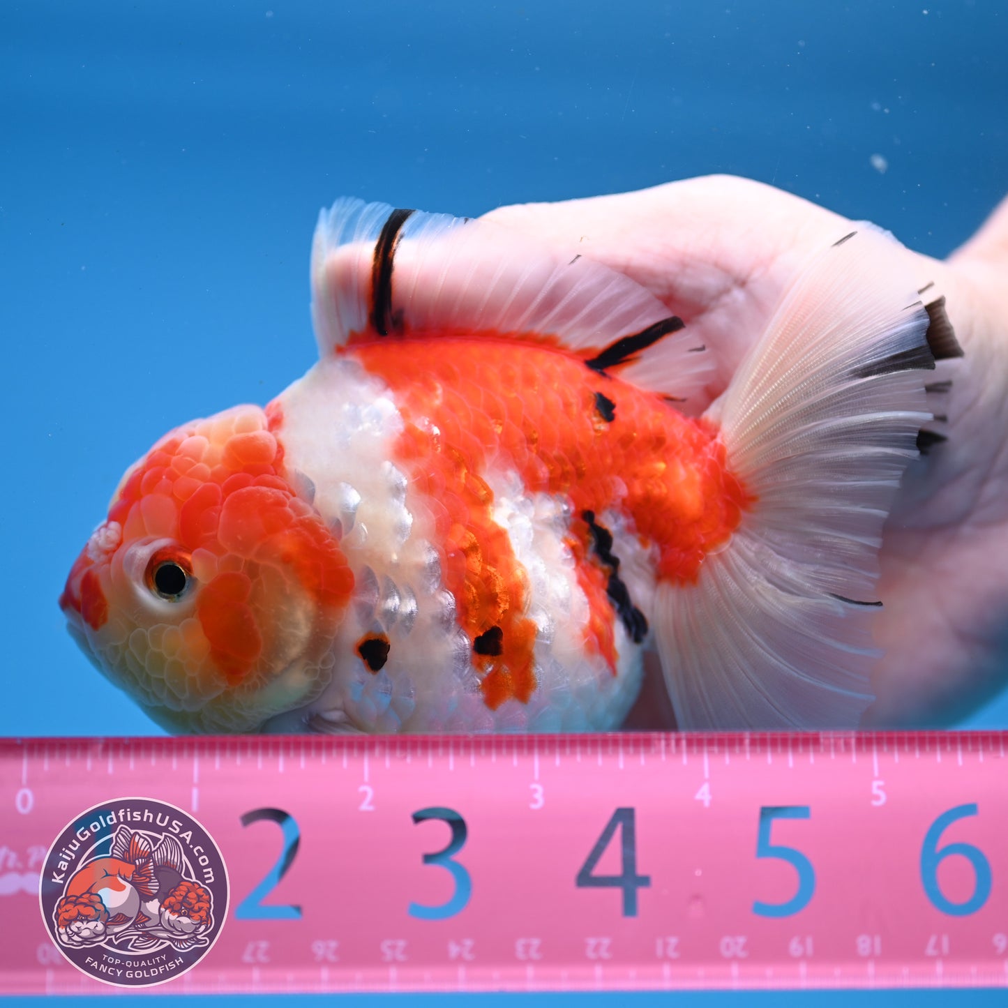 Tricolor Sakura Oranda 4 inch Body (251107_OR04)