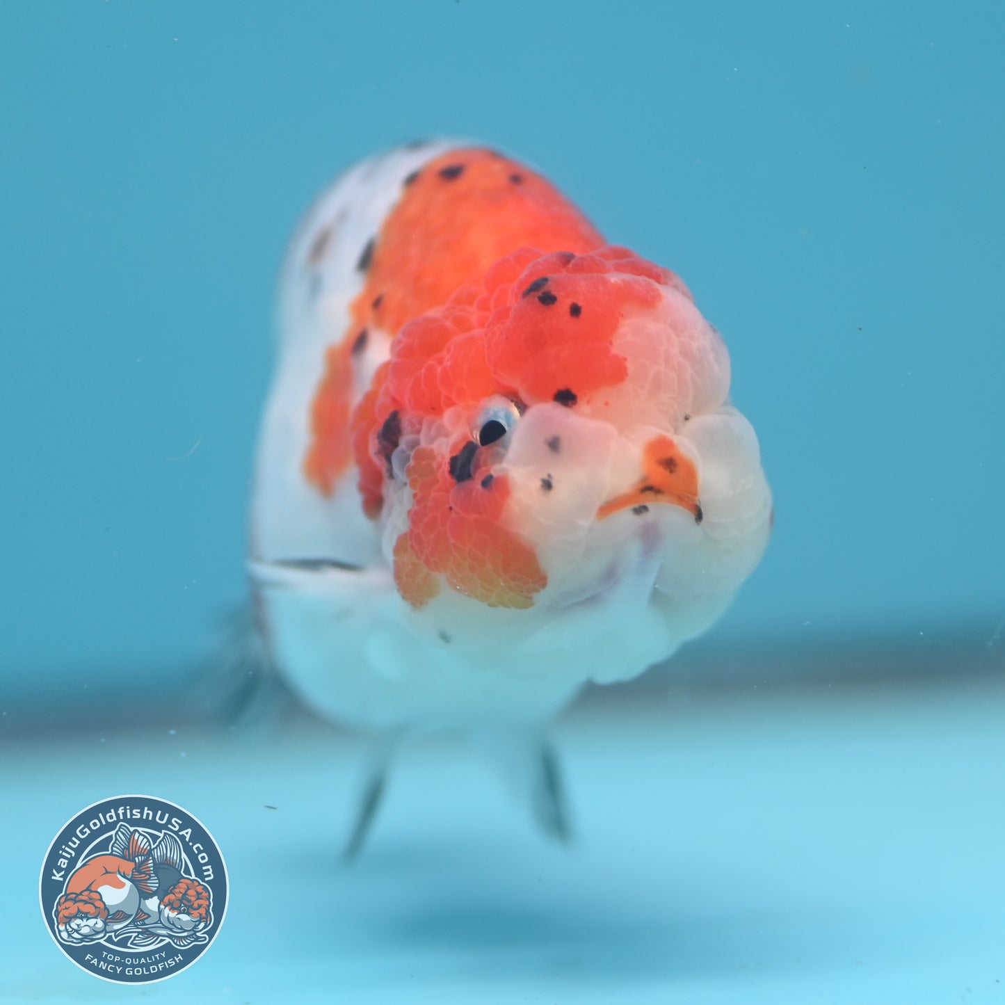 Tricolor Sakura Ranchu 4 inch Body (251024_RC04)