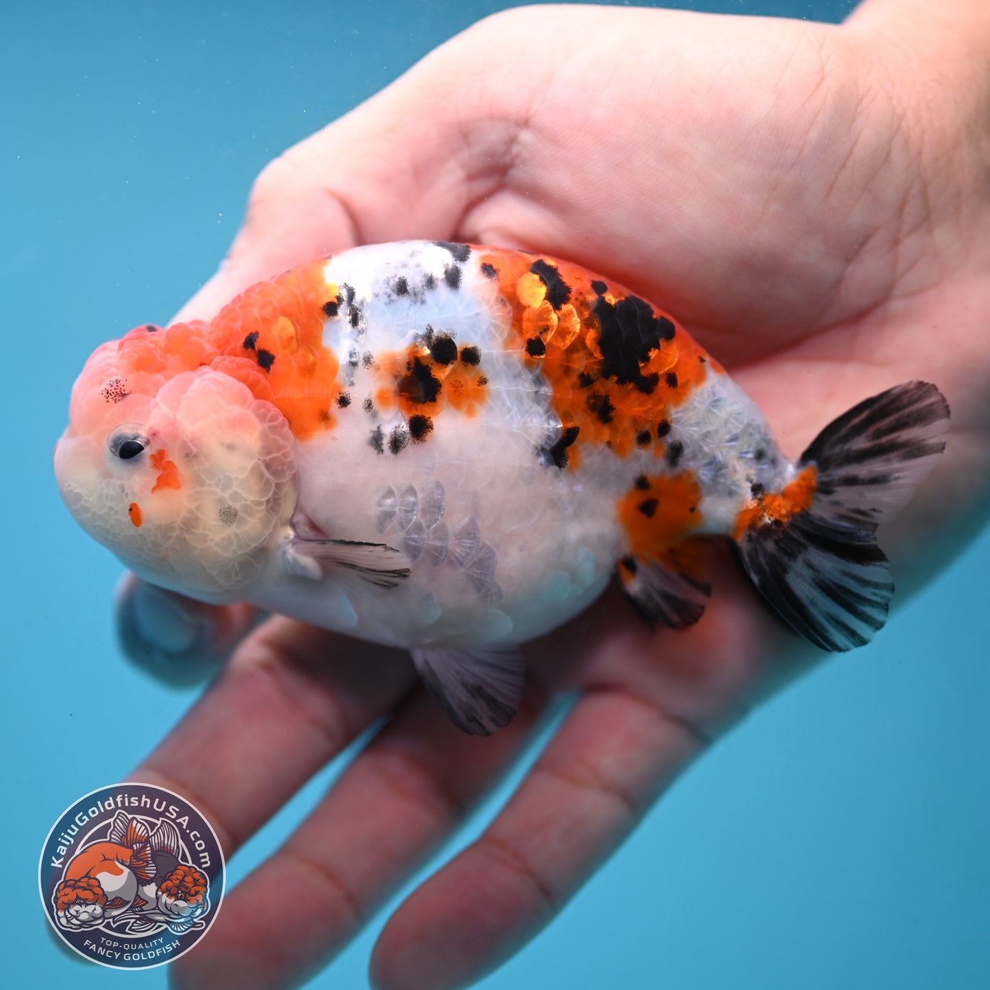 Tricolor Sakura Ranchu 4 inch Body (251024_RC04)