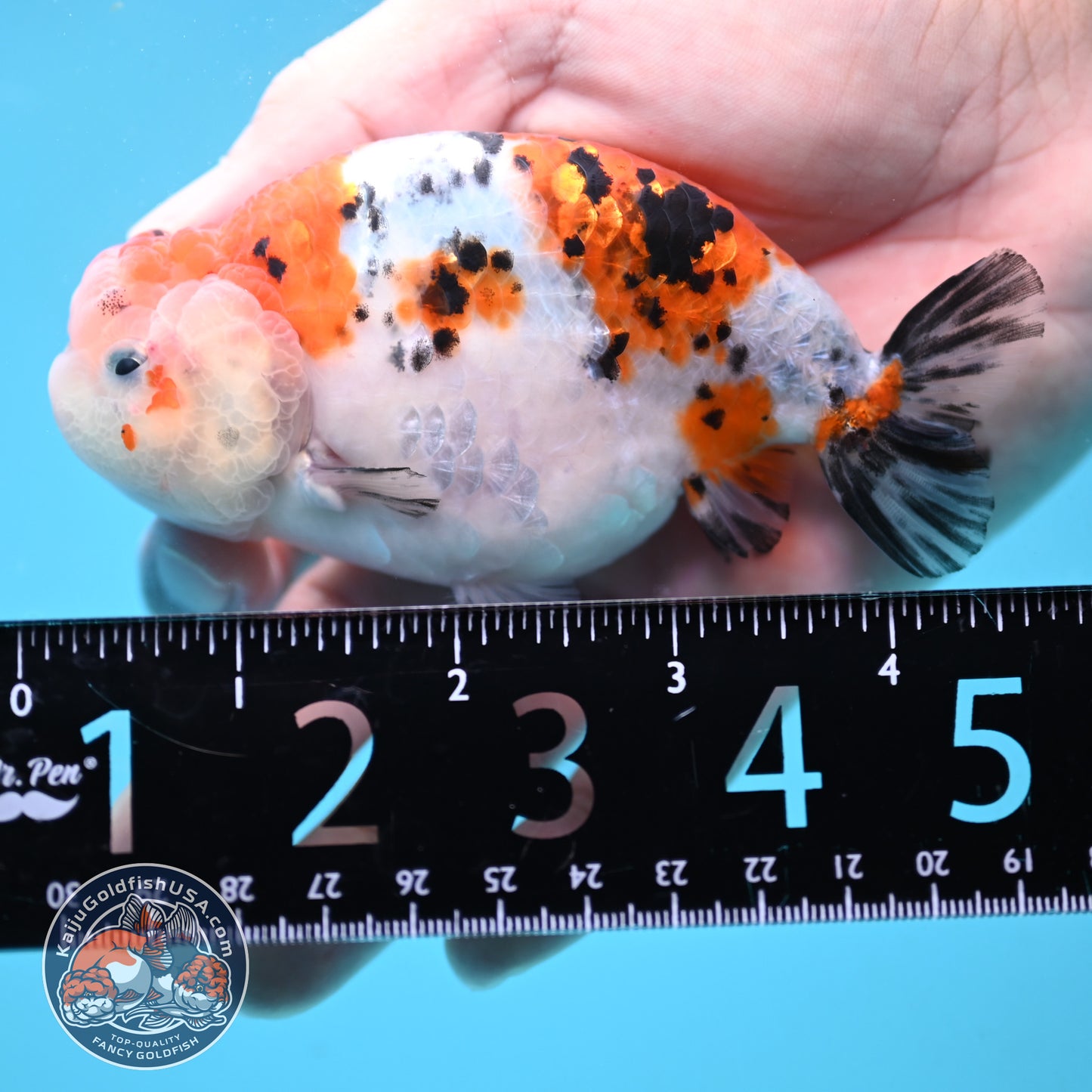 Tricolor Sakura Ranchu 4 inch Body (251024_RC04)