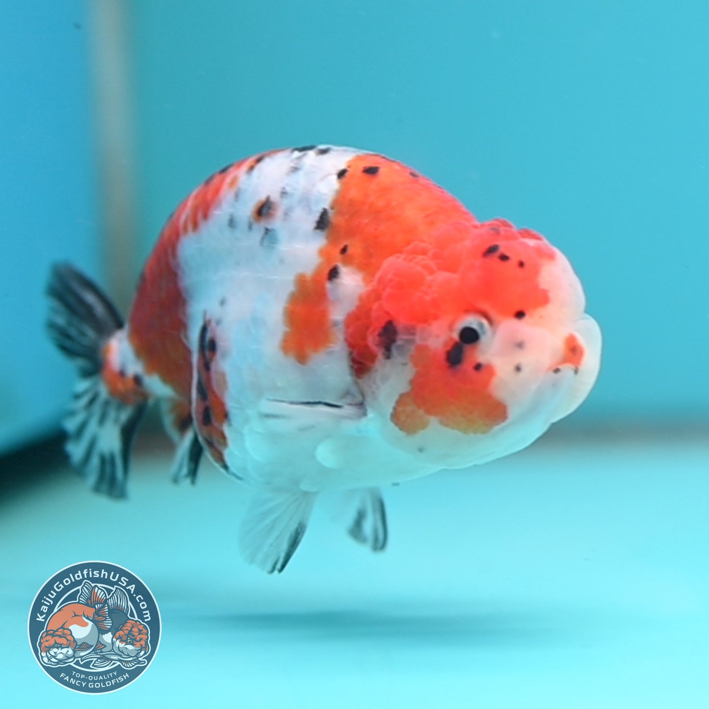 Tricolor Sakura Ranchu 4 inch Body (251024_RC04)