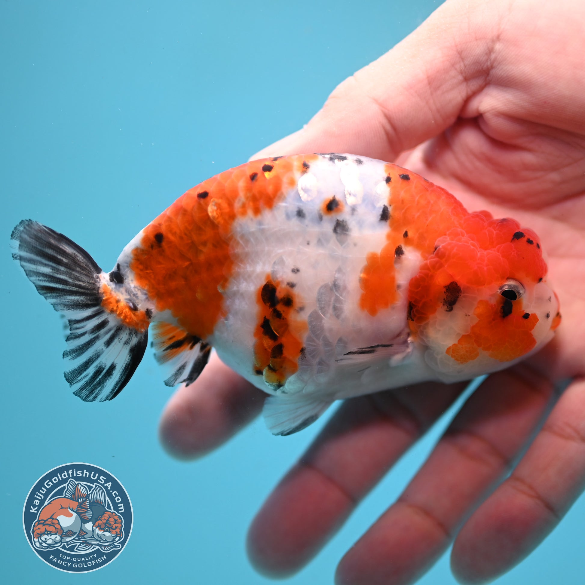 Tricolor Sakura Ranchu 4 inch Body (251024_RC04)