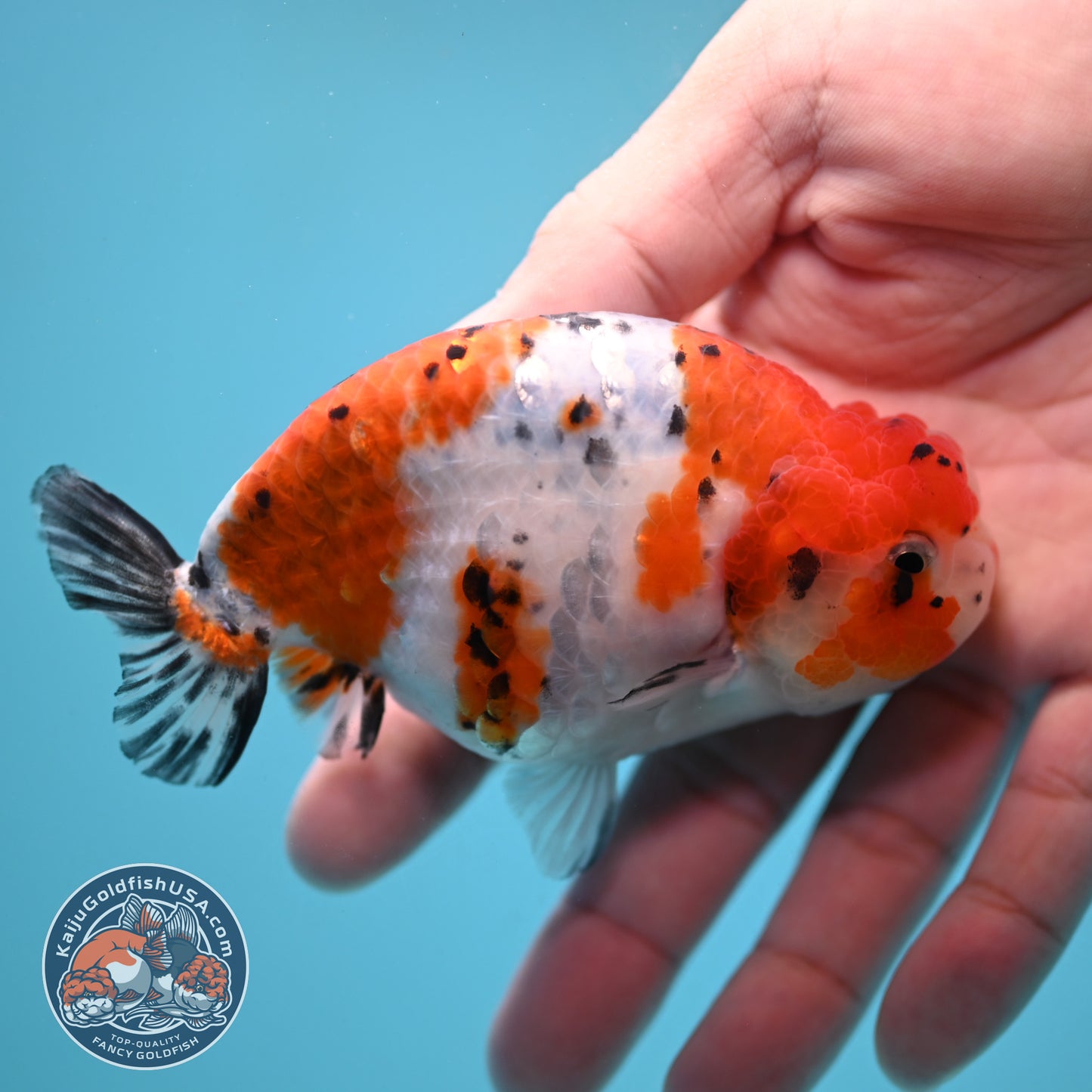 Tricolor Sakura Ranchu 4 inch Body (251024_RC04)