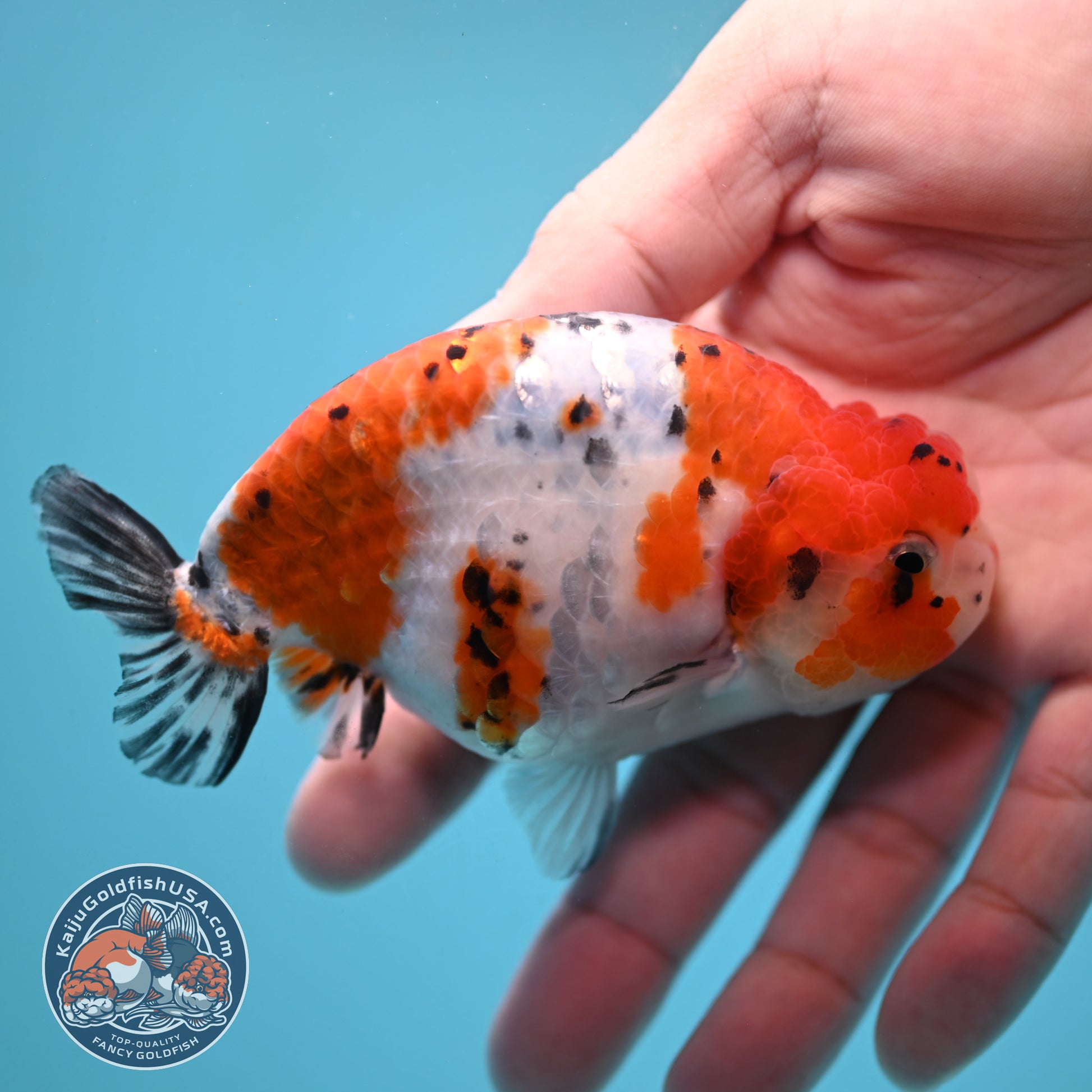 Tricolor Sakura Ranchu 4 inch Body (251024_RC04)