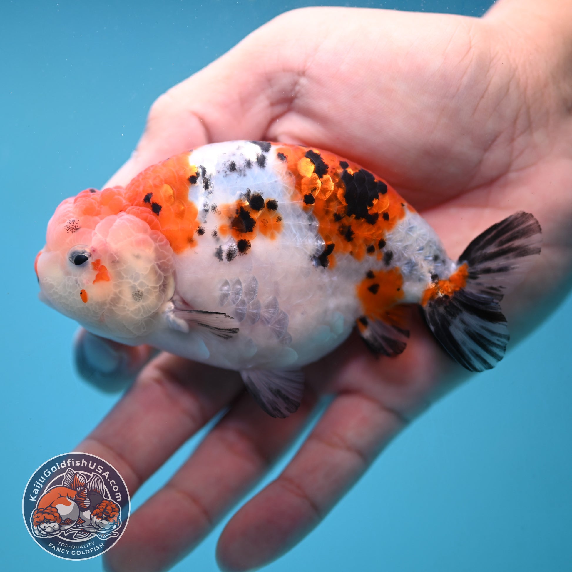 Tricolor Sakura Ranchu 4 inch Body (251024_RC04)