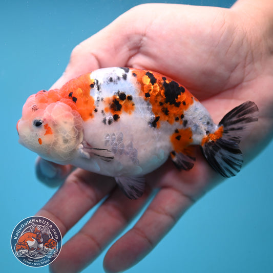 Tricolor Sakura Ranchu 4 inch Body (251024_RC04)