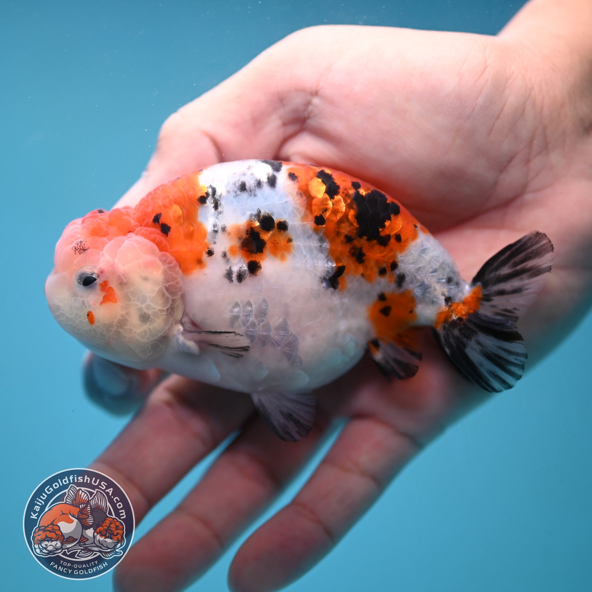 Tricolor Sakura Ranchu 4 inch Body (251024_RC04)