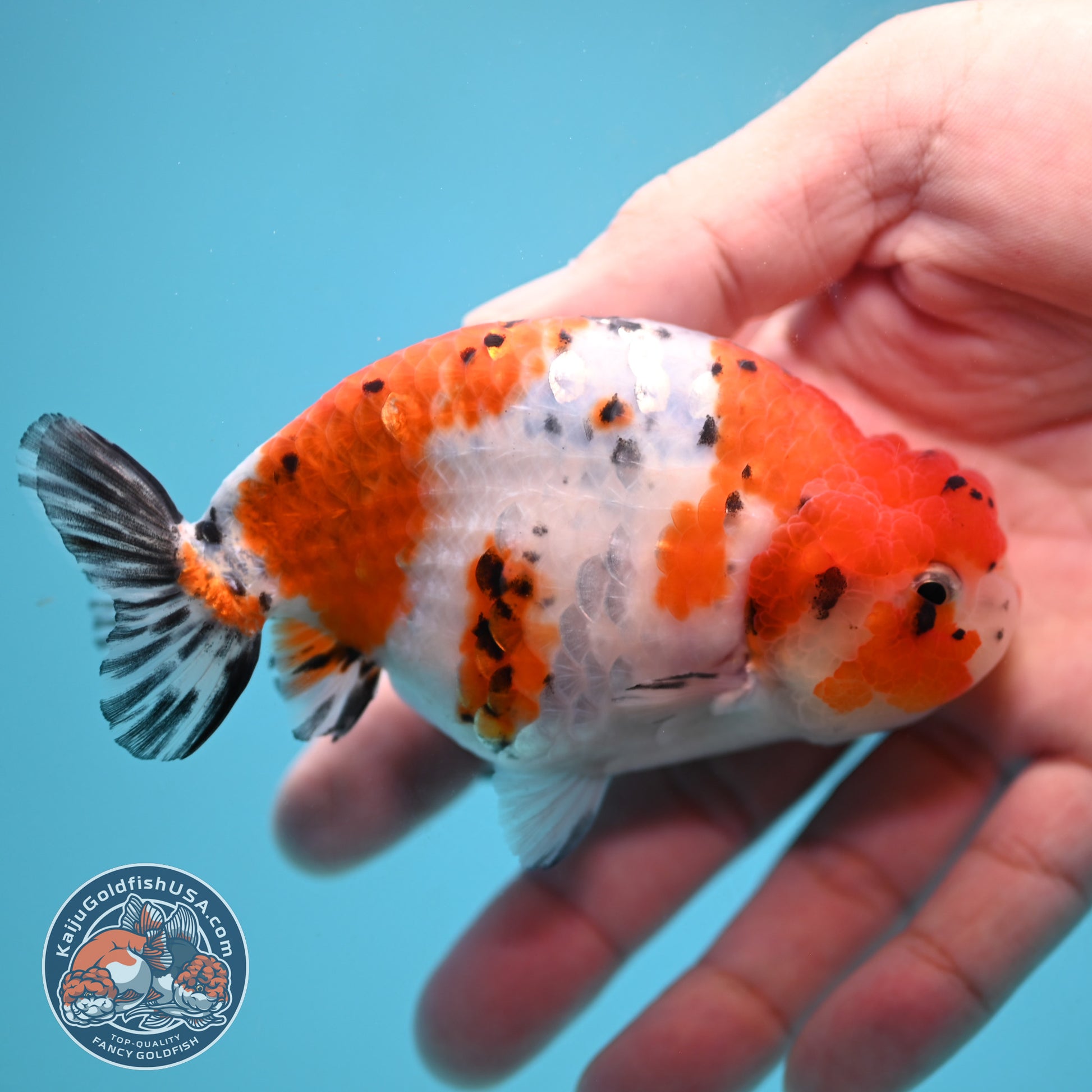 Tricolor Sakura Ranchu 4 inch Body (251024_RC04)