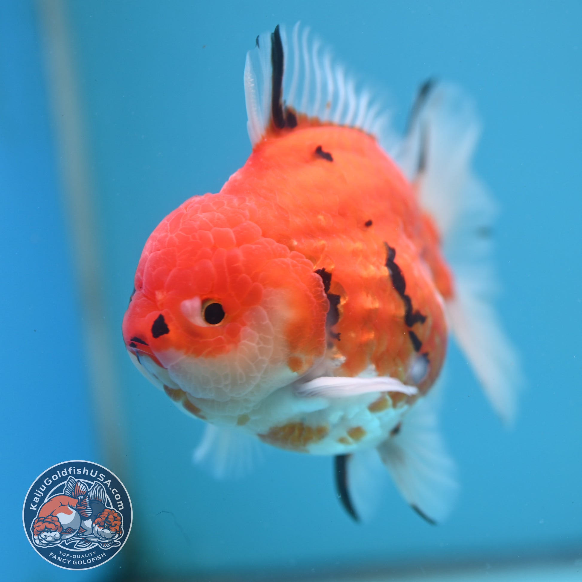 Tricolor Tiger Oranda 4 inch Body (251024_OR14)