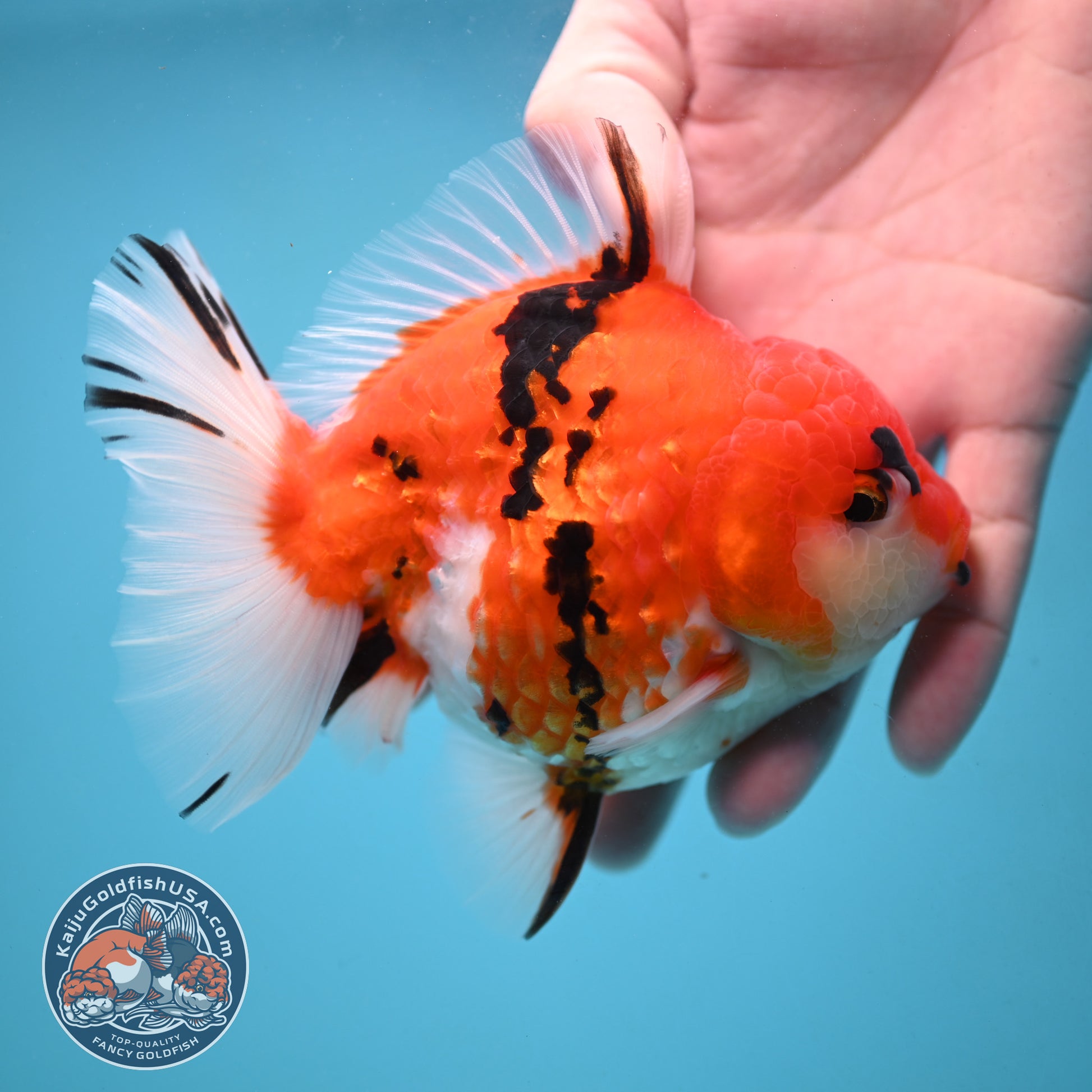 Tricolor Tiger Oranda 4 inch Body (251024_OR14)