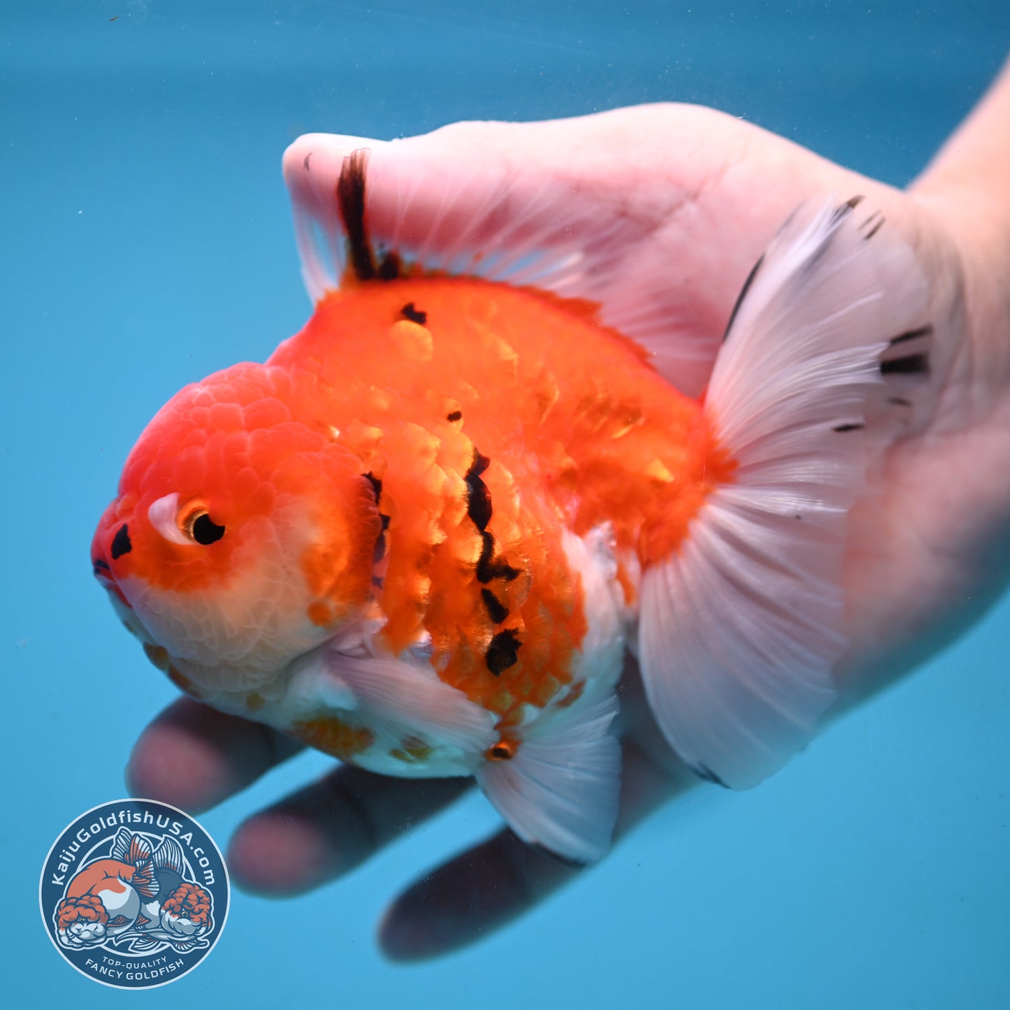 Tricolor Tiger Oranda 4 inch Body (251024_OR14)