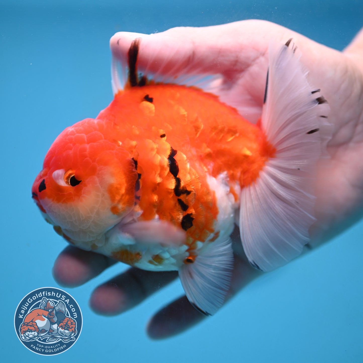 Tricolor Tiger Oranda 4 inch Body (251024_OR14)